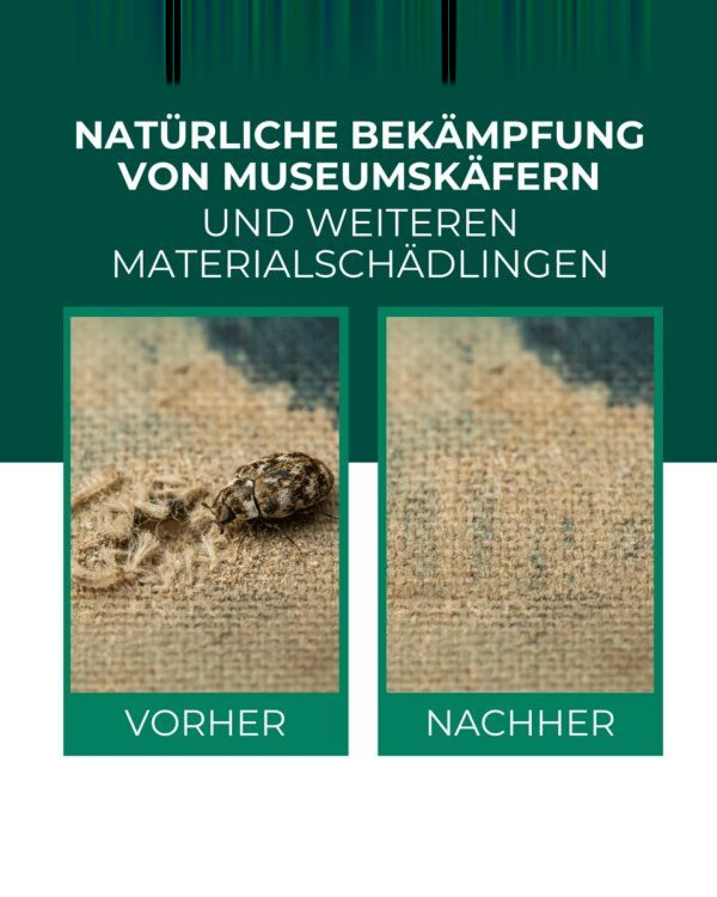 Silberkraft Lagerpiraten gegen Museumskäfer / Kabinettkäfer (Raubwanze Xylocoris Xylocoris flavipes) – Ansicht 2
