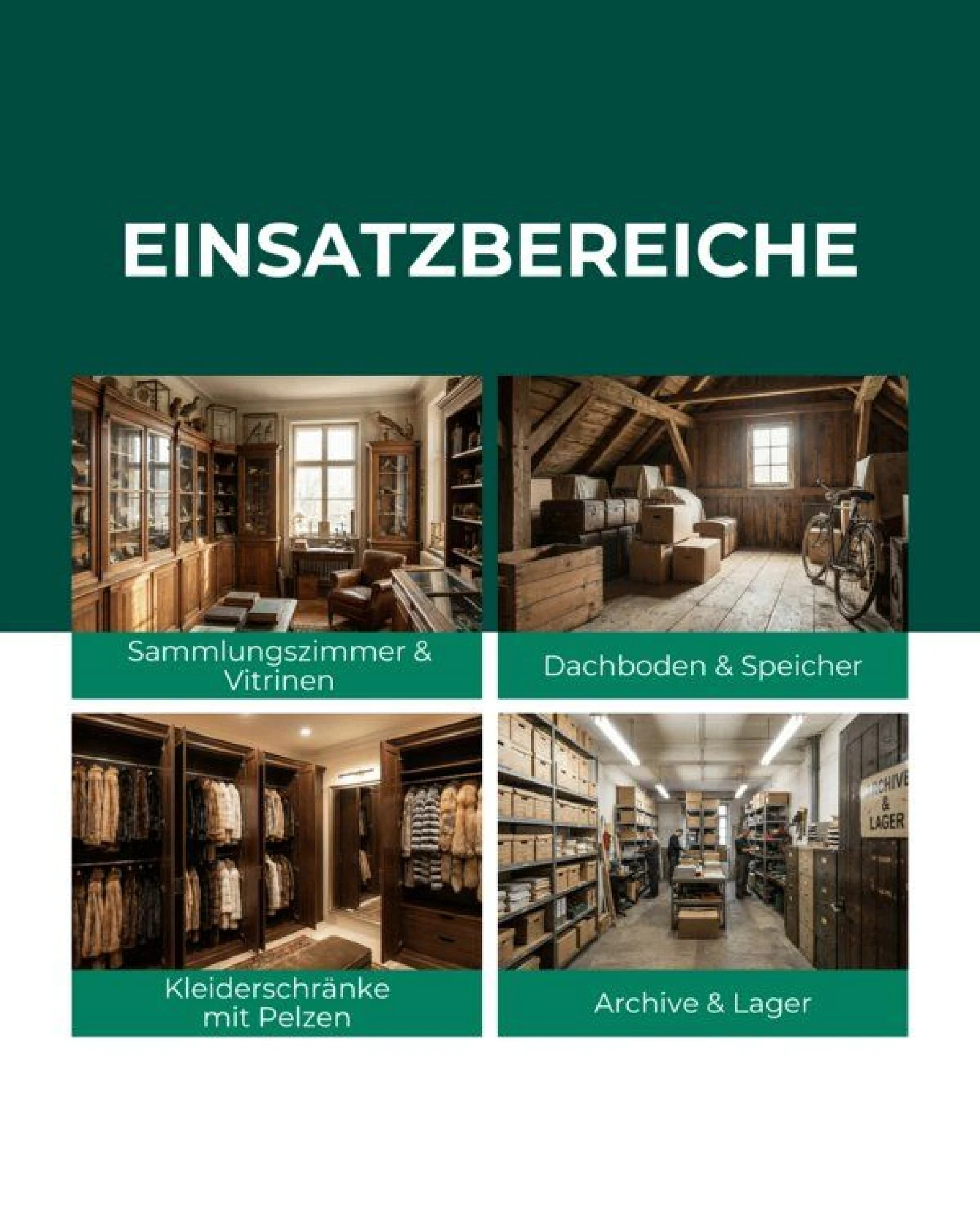 Silberkraft Lagerpiraten gegen Museumskäfer / Kabinettkäfer (Raubwanze Xylocoris Xylocoris flavipes) – Ansicht 3