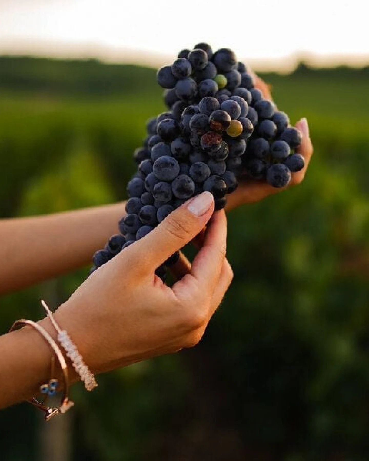 Silberkraft Weinreben Dünger für alle Arten von Weinreben – Ansicht 3