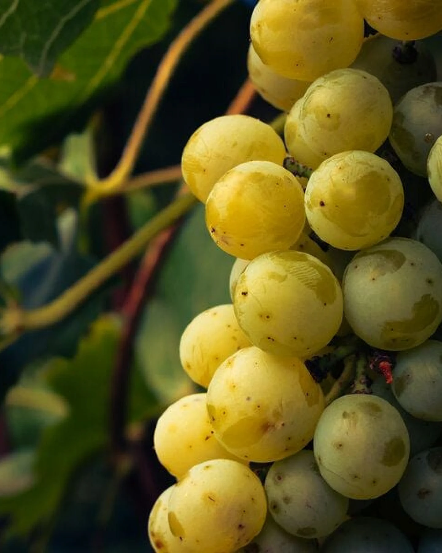Silberkraft Weinreben Dünger für alle Arten von Weinreben – Ansicht 4