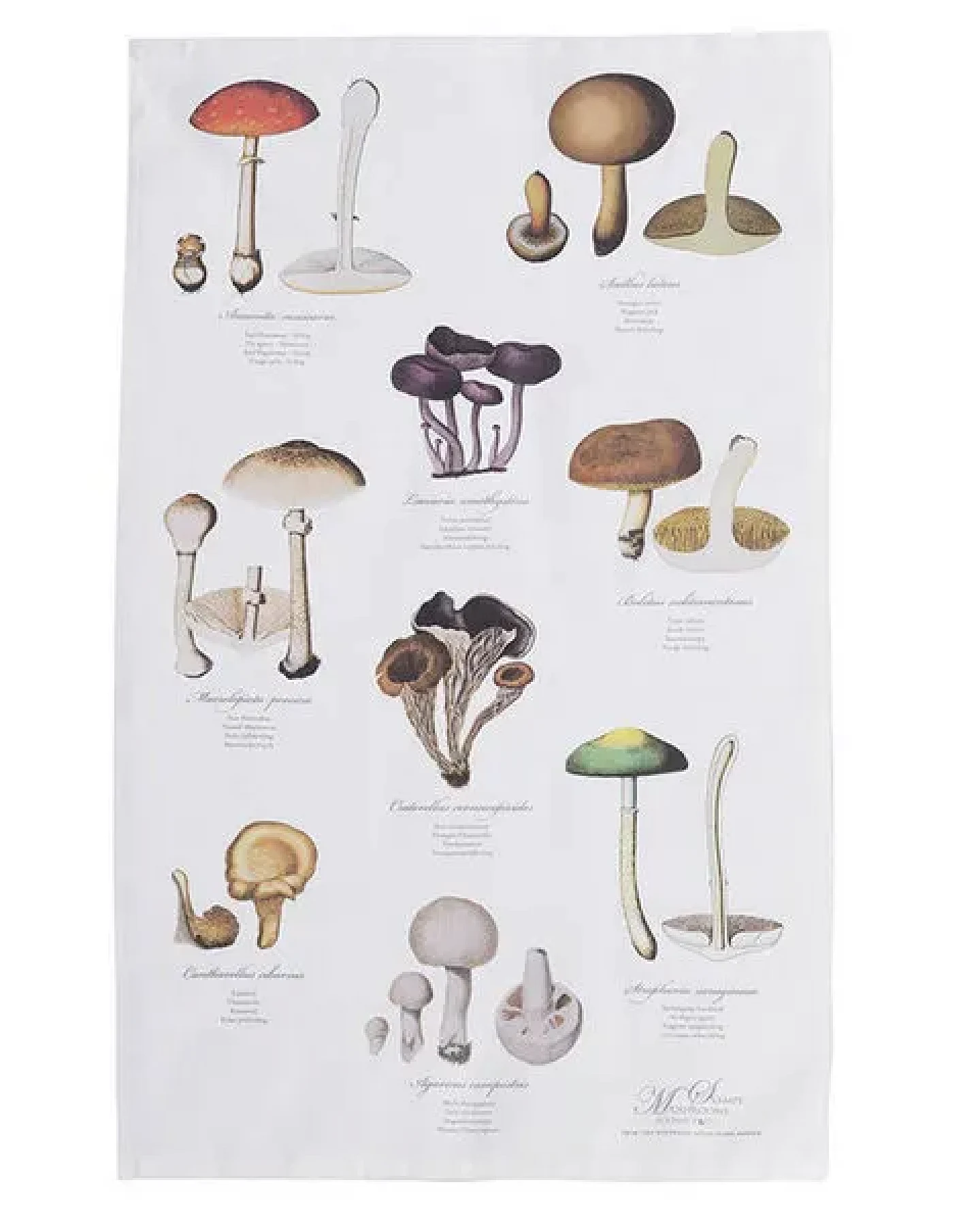 Koustrup & Co Gartenmotiv-Geschirrtücher aus 100% Bio-Baumwolle, 48 x 70 cm – Ansicht 2