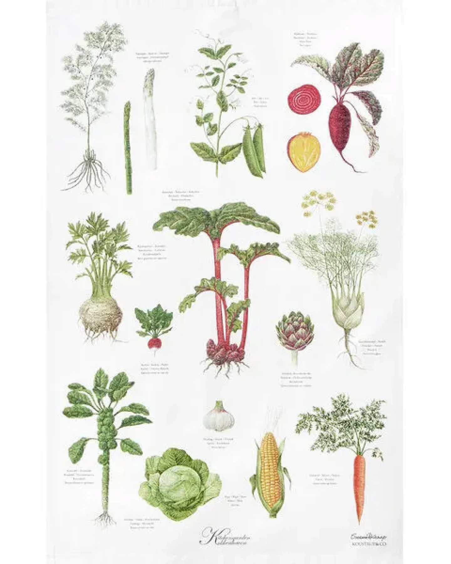 Koustrup & Co Gartenmotiv-Geschirrtücher aus 100% Bio-Baumwolle, 48 x 70 cm – Ansicht 2