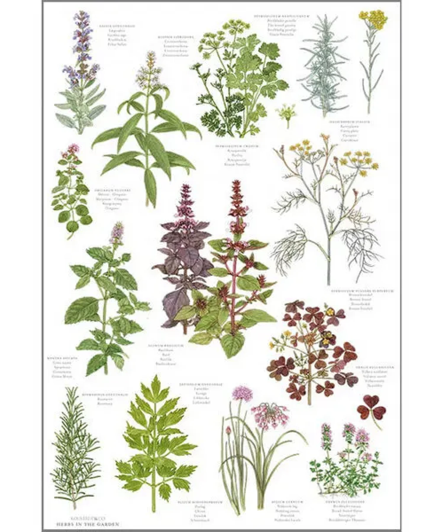 Koustrup & Co Gartenmotiv-Geschirrtücher aus 100% Bio-Baumwolle, 48 x 70 cm – Ansicht 2