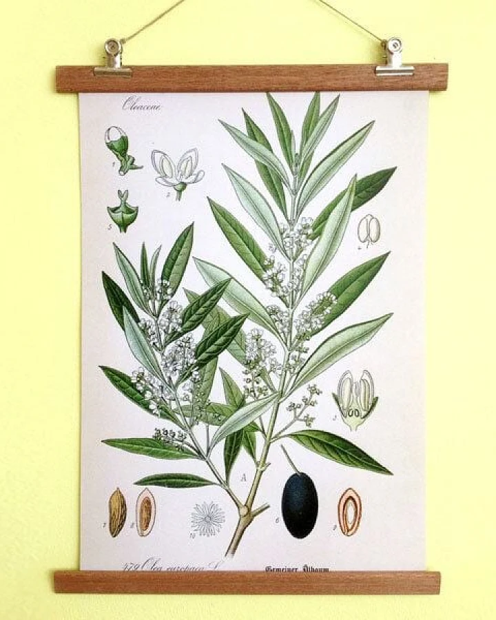 all the things we like Poster Olive mit Aufhängung