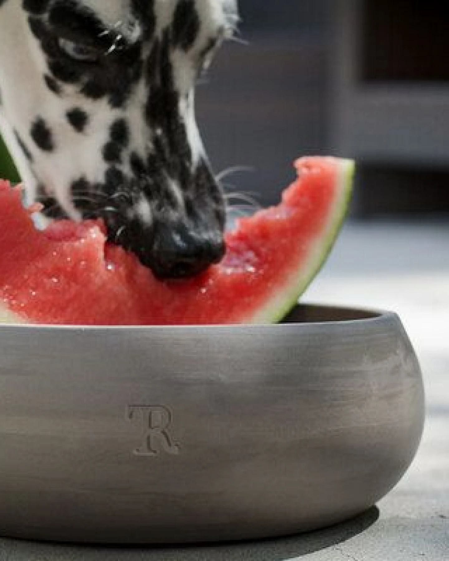 Treusinn Hundenapf Keramik – Ansicht 2