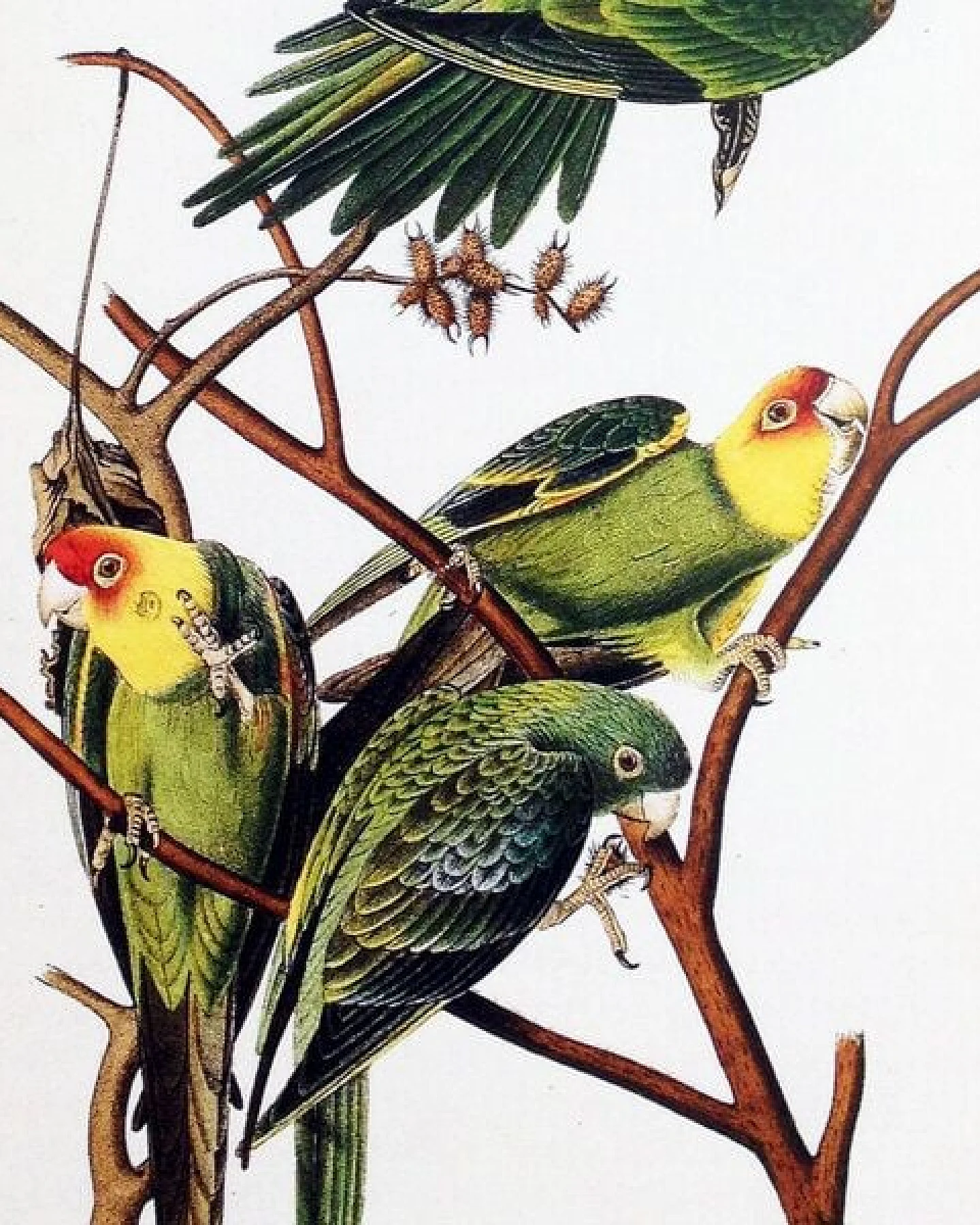 all the things we like Poster Birdies mit Aufhängung – Ansicht 3