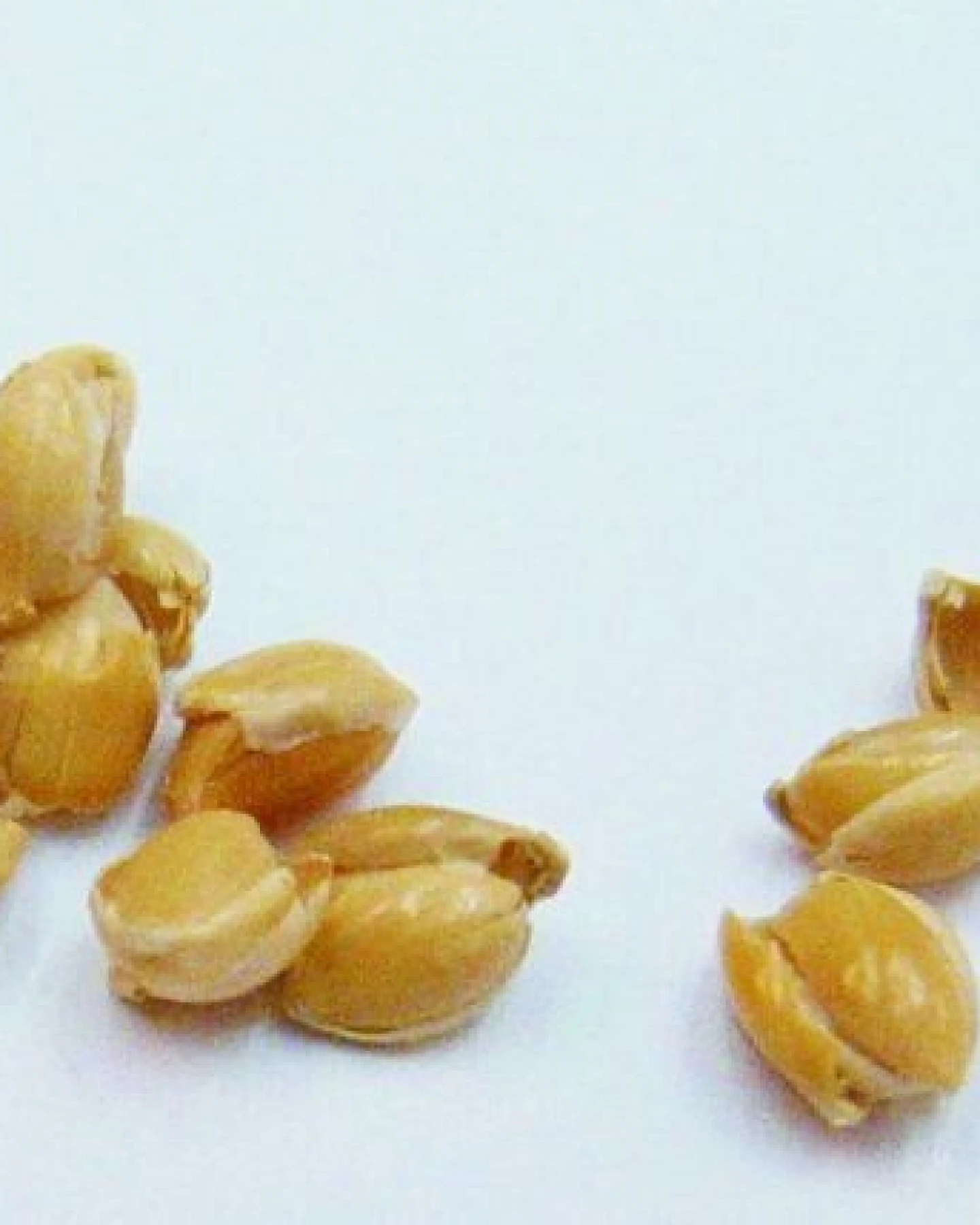 Speltex Nackenkissen mit Hirseschalen ohne Kautschuk – Ansicht 2
