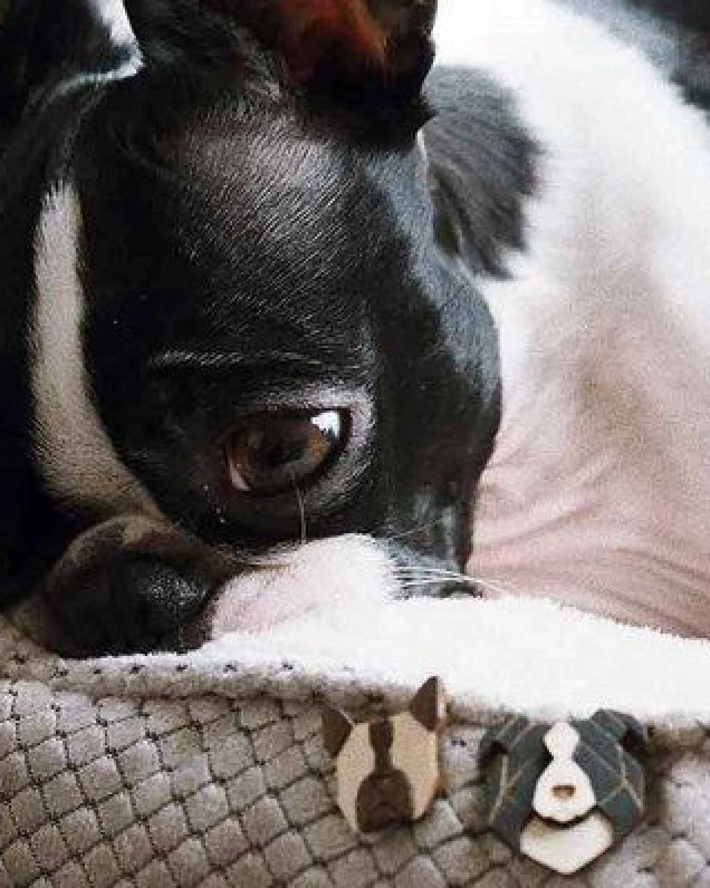 BeWooden Brosche aus Holz "French Bulldog" – Ansicht 4