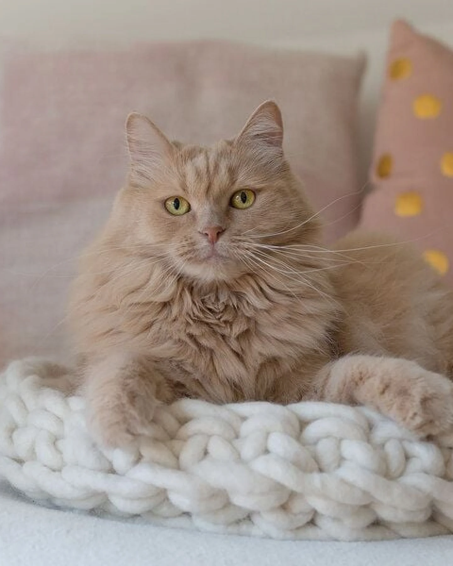 Treusinn Katzenkorb MEWOW / 100% Schafschurwolle / Ø 45 cm – Ansicht 3