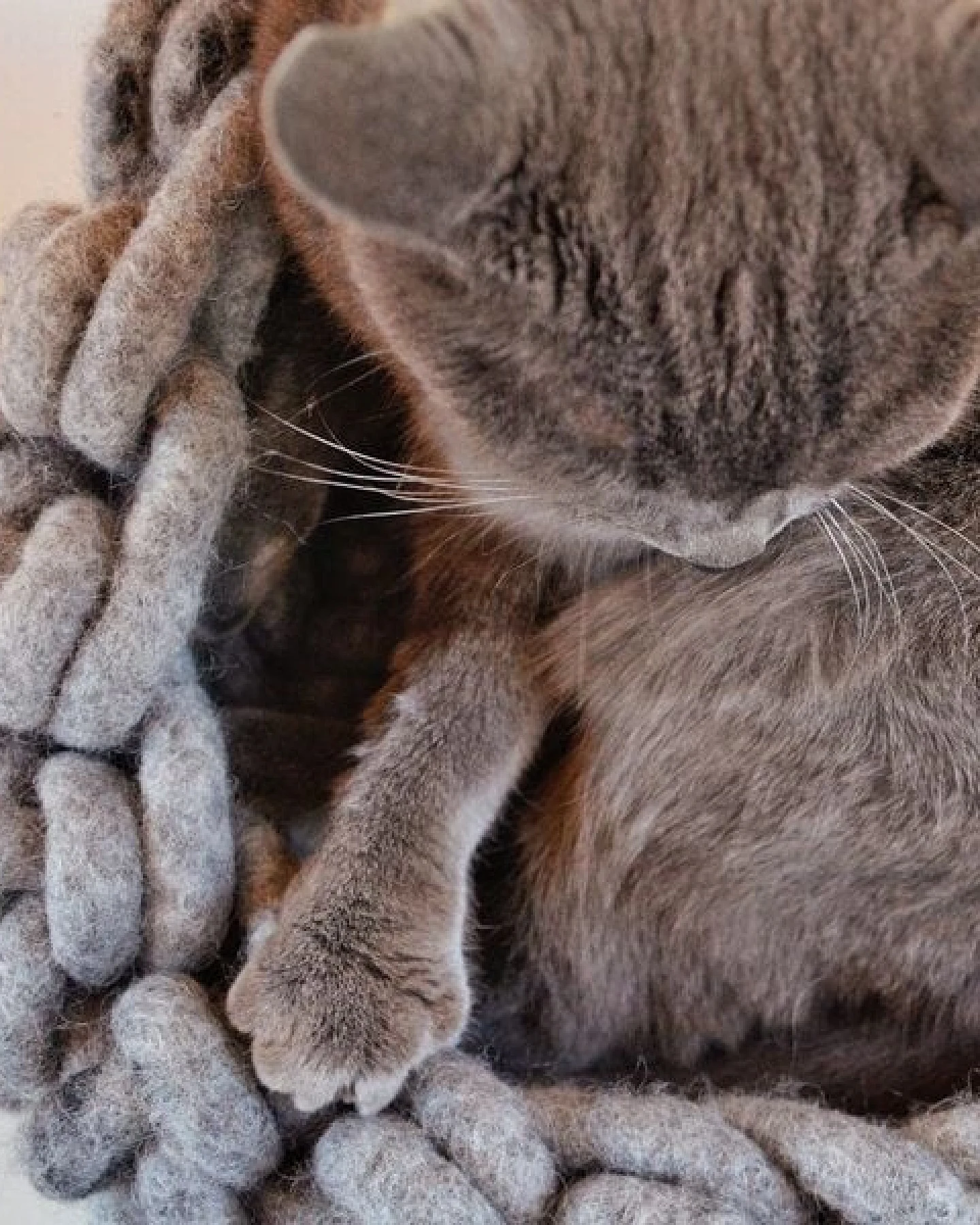 Treusinn Katzenkorb MEWOW / 100% Schafschurwolle / Ø 45 cm – Ansicht 4