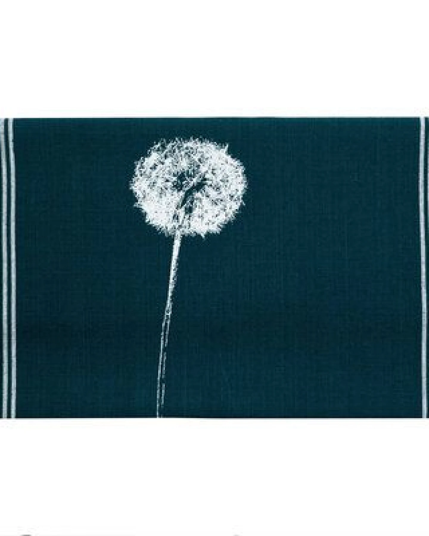 Hirschkind Bio & Fair-Trade-Geschirrtuch "Pusteblume" – Ansicht 3