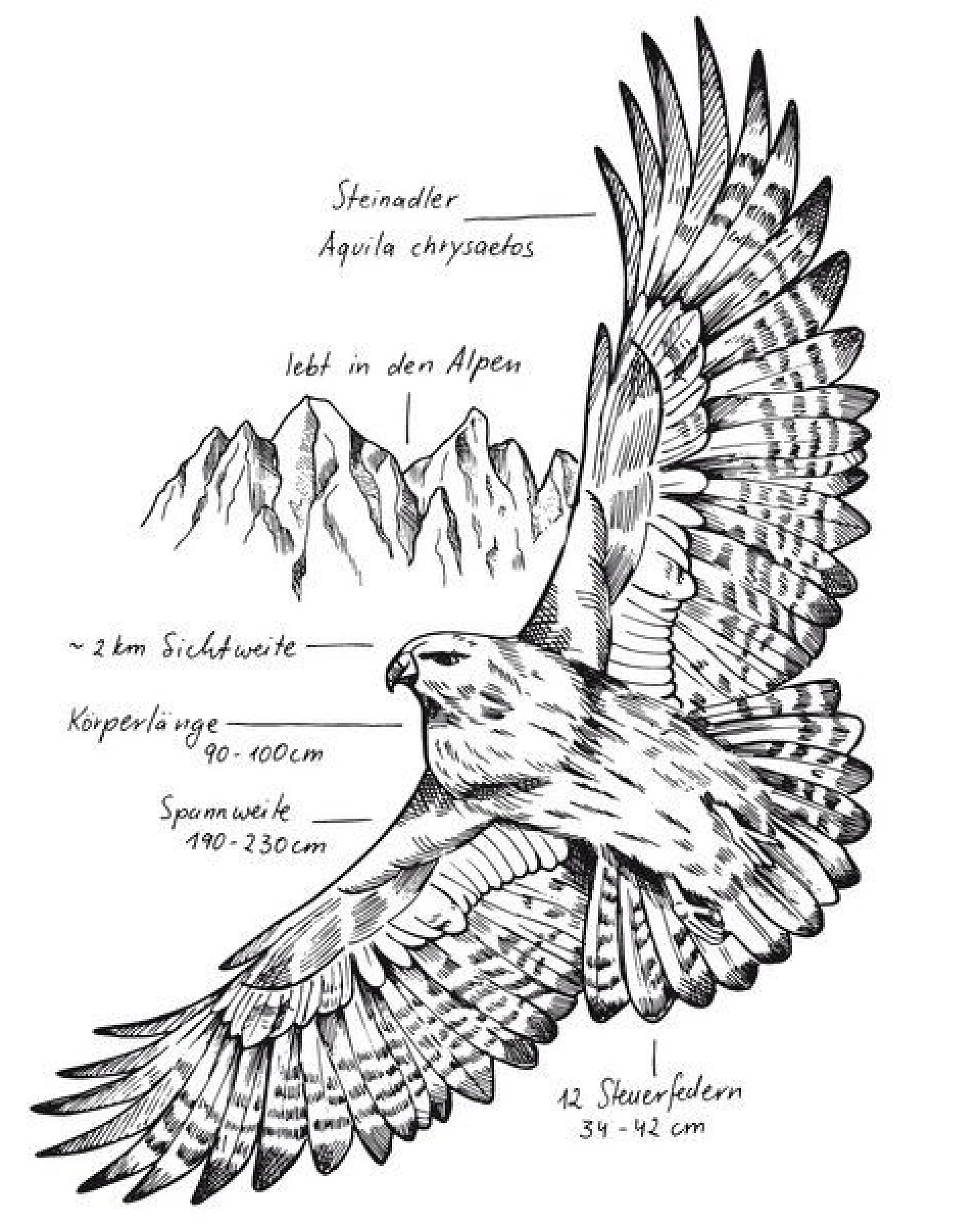 GARY MASH Shirt Eagle aus Biobaumwolle Weiß – Ansicht 3