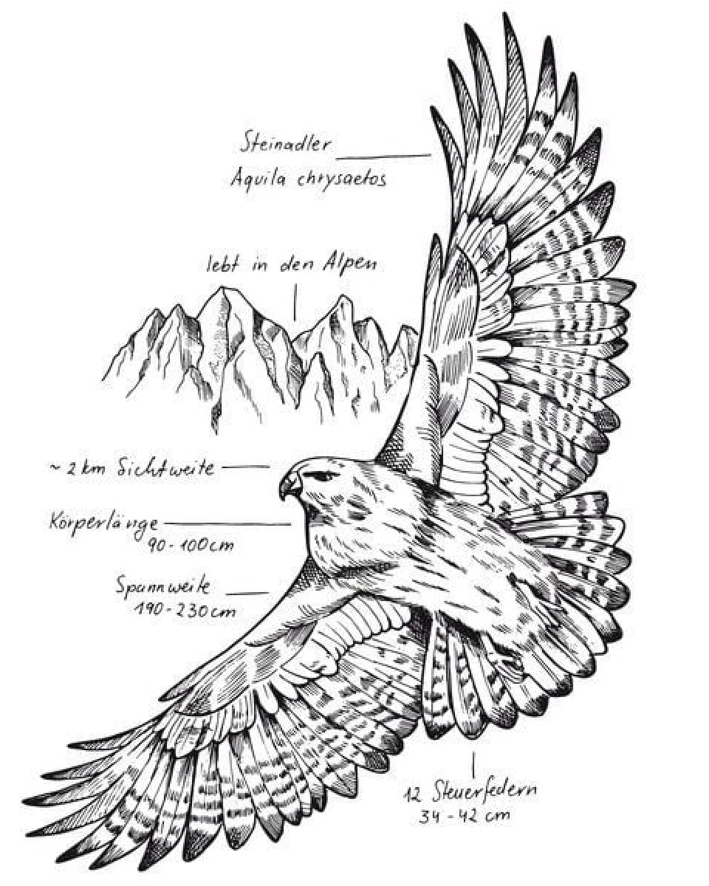 GARY MASH Shirt Eagle aus Biobaumwolle Weiß – Ansicht 3