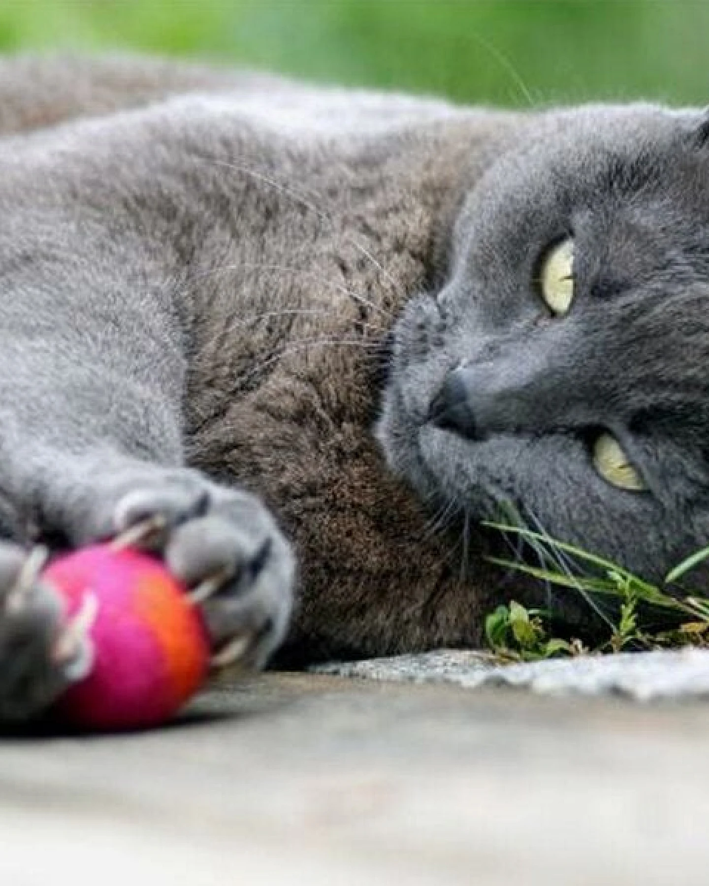 Treusinn Katzenspielzeug FILZY / 100% natürliche Filzwolle / Ø 4,5 cm – Ansicht 3