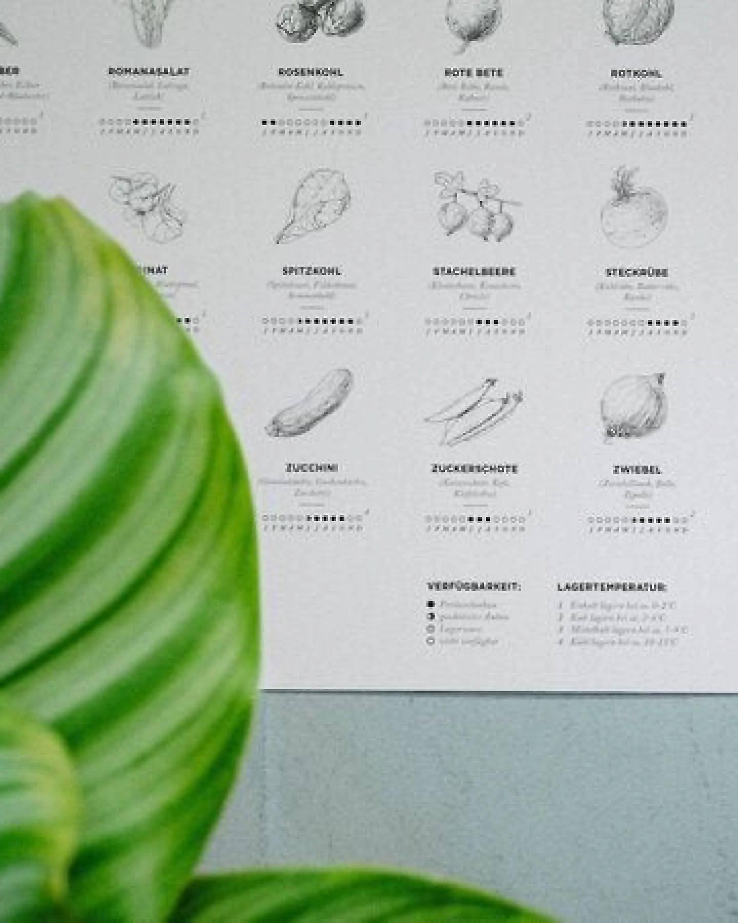 531 Rheinland Design Saisonkalender Obst & Gemüse, Poster/Plakat in SW, Küchendeko – Ansicht 3