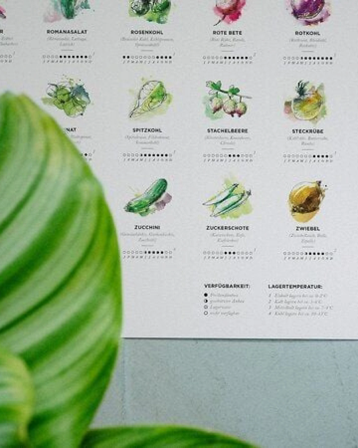 531 Rheinland Design Saisonkalender Obst & Gemüse, Küchen Deko, wall decor, Poster / Plakat in Farbe – Ansicht 4