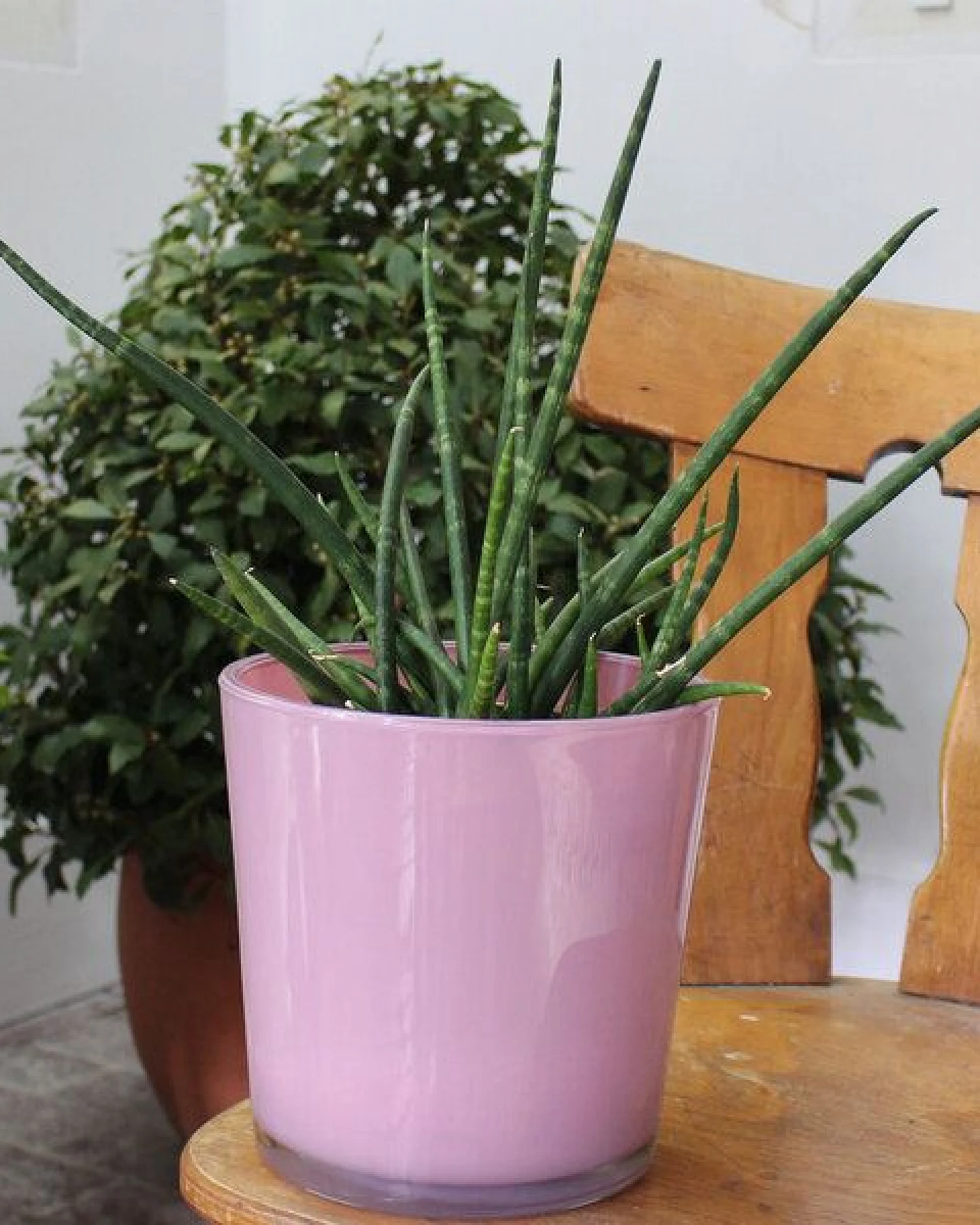 Mitienda Shop Dekovase Conner, Vase altrosa, Blumentopf – Ansicht 3