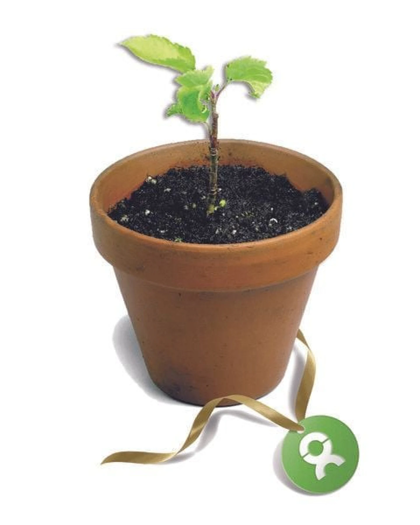 OxfamUnverpackt Spenden-Geschenk "25 junge Bäume" (Grußkarte mit Magnet) – Ansicht 3