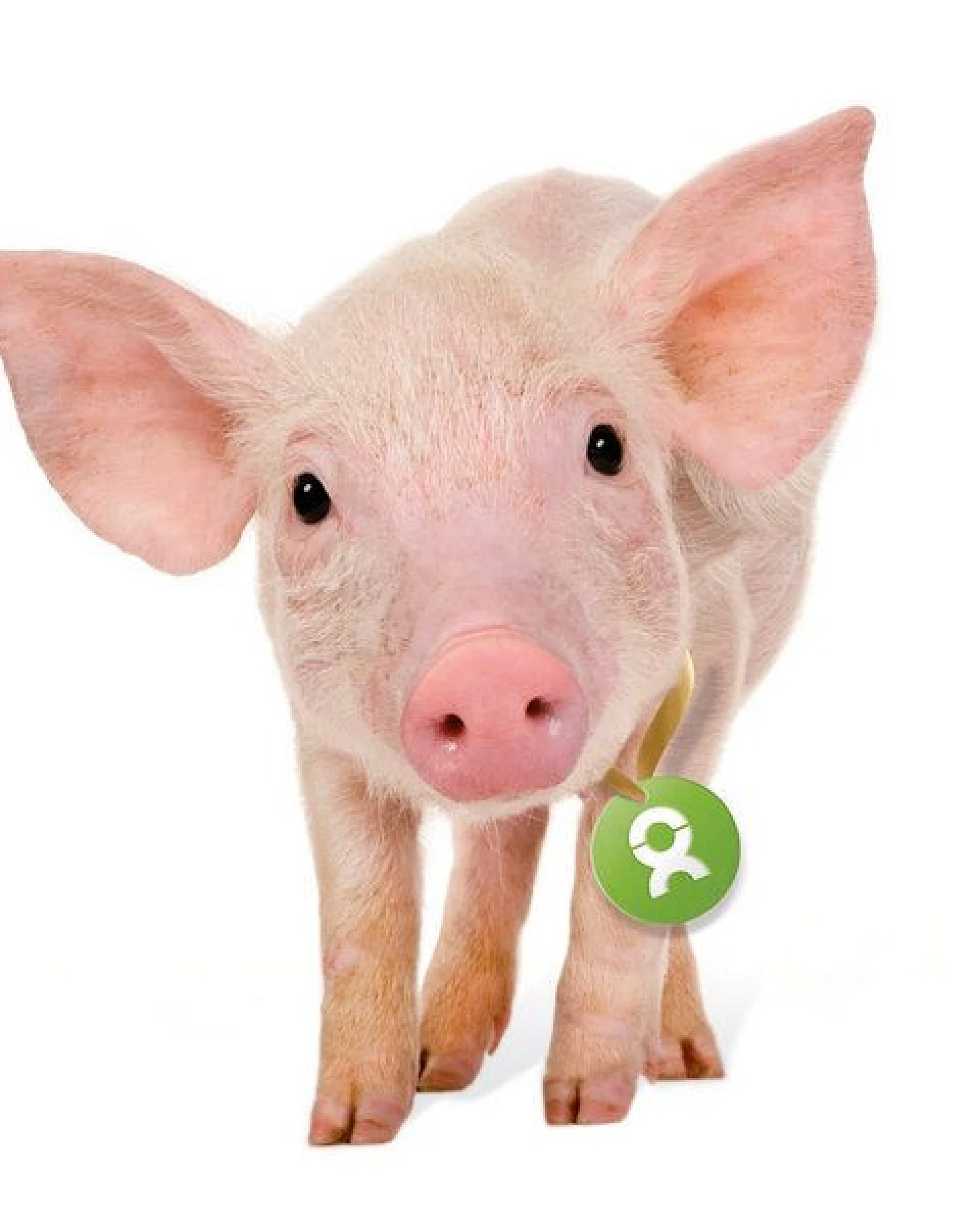 OxfamUnverpackt Spenden-Geschenk "Ferkel" (Grußkarte mit Magnet) – Ansicht 3
