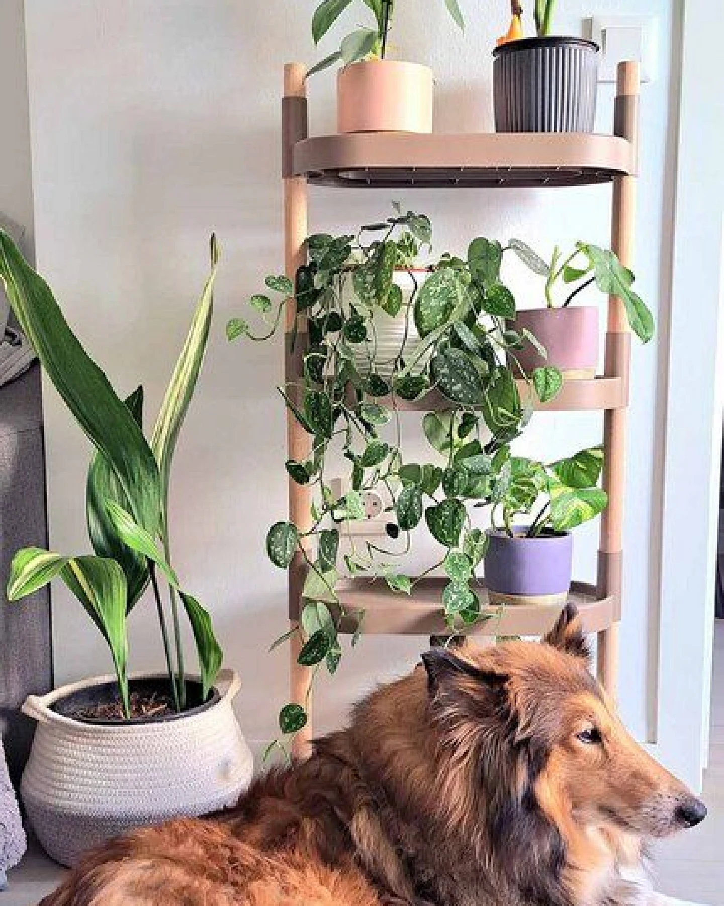 CitySens Blumenregal mit 4 Ablagen – Ansicht 4