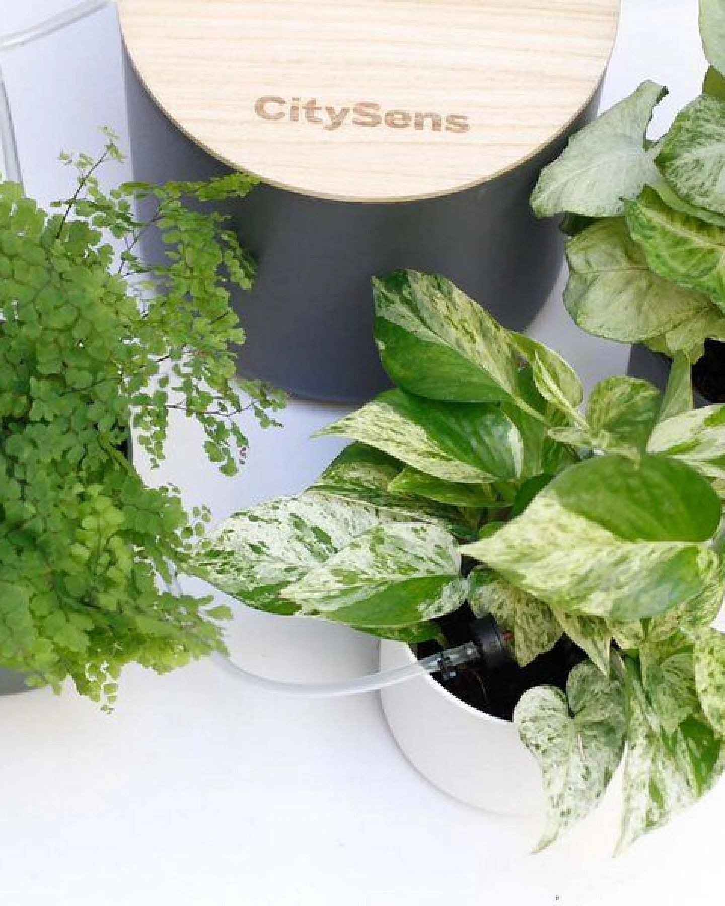 CitySens Blumenregal mit 4 Ablagen und automatischer Bewässerung. – Ansicht 3