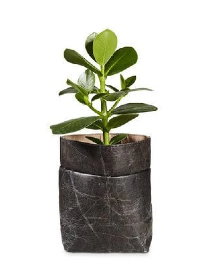 BELEAF Veganer Pflanztopf "POD LEAF" aus Blattleder