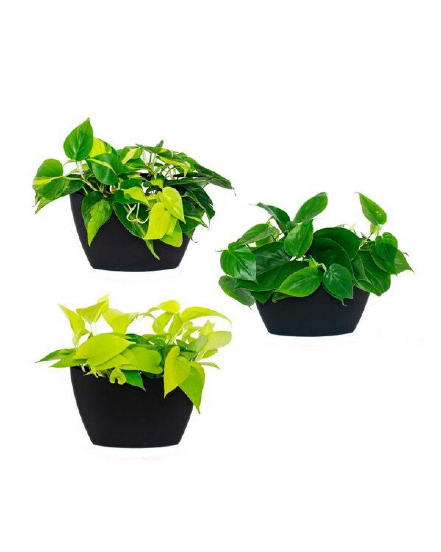 CitySens 3er-Pack Wand-Blumentopf mit automatischer Bewässerung – Ansicht 4