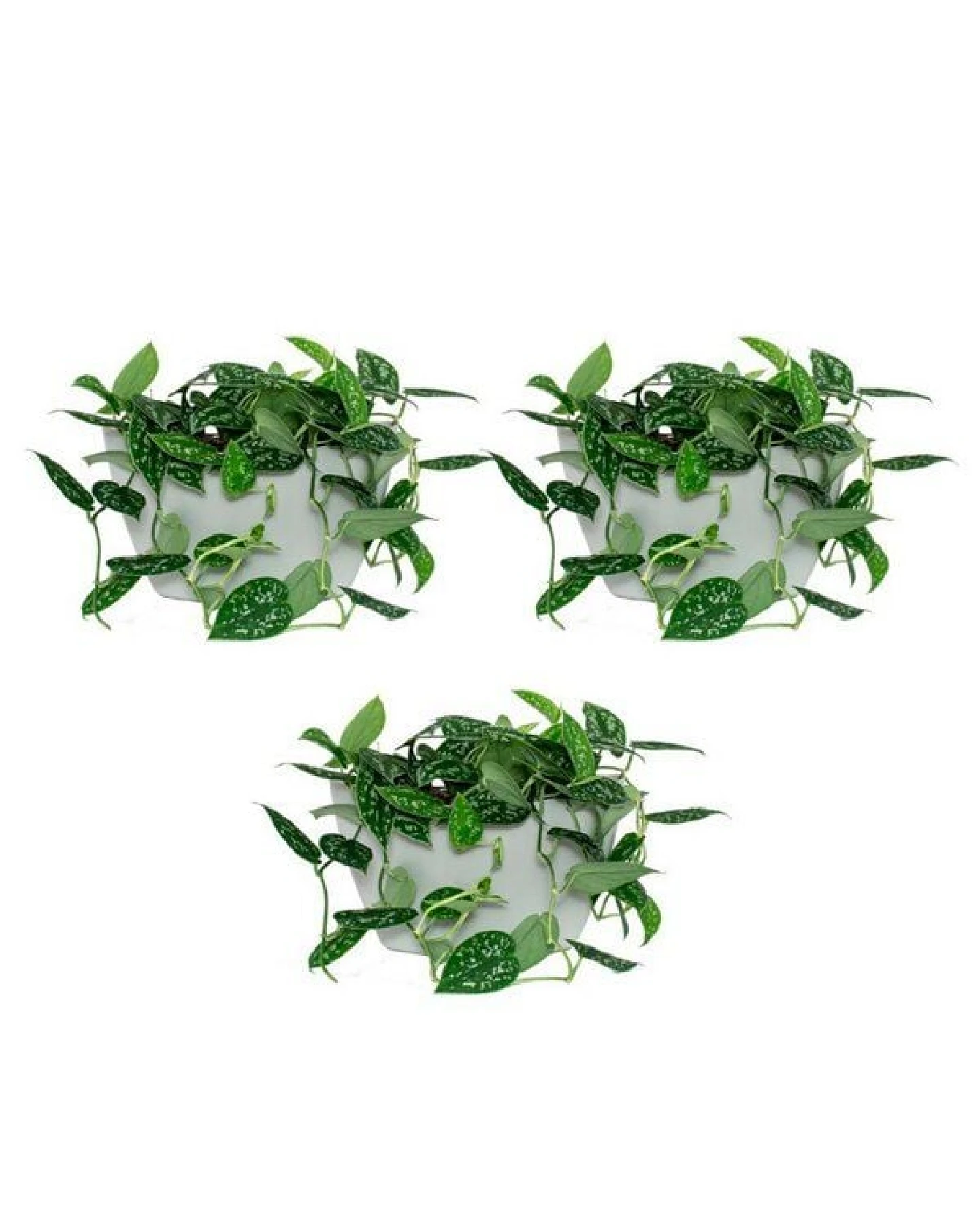 CitySens 3er-Pack Wand-Blumentopf mit automatischer Bewässerung – Ansicht 4