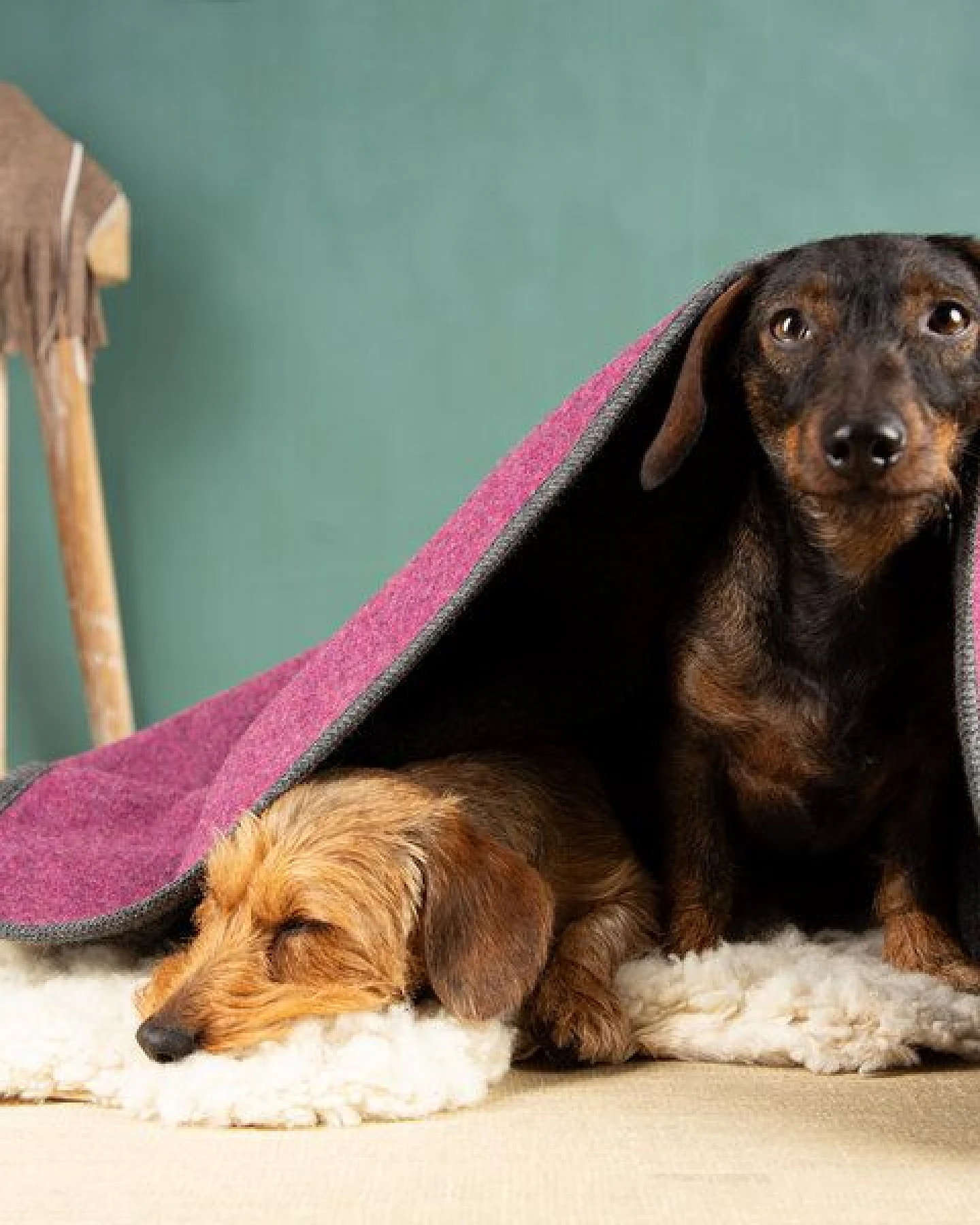 nahtur-design Hundedecke – Ansicht 3