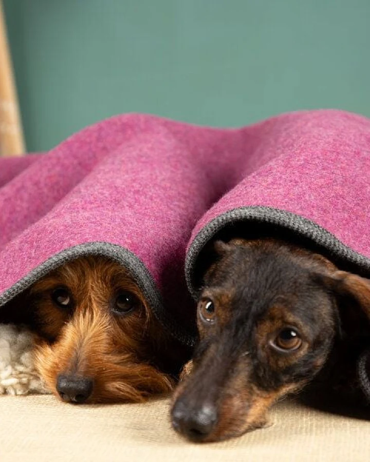 nahtur-design Hundedecke