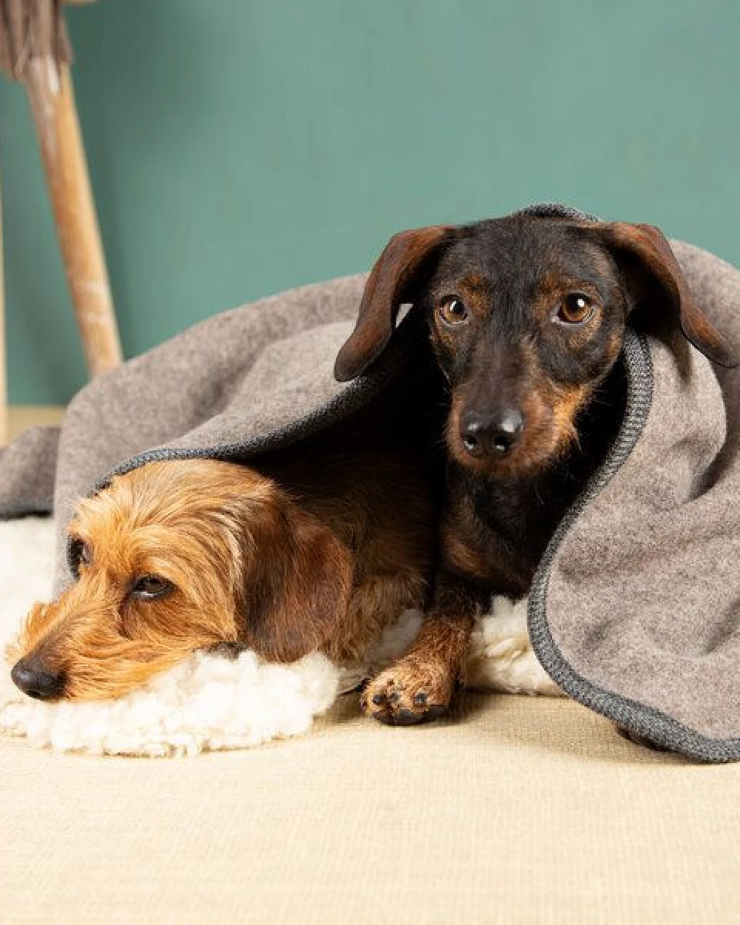 nahtur-design Hundedecke – Ansicht 3