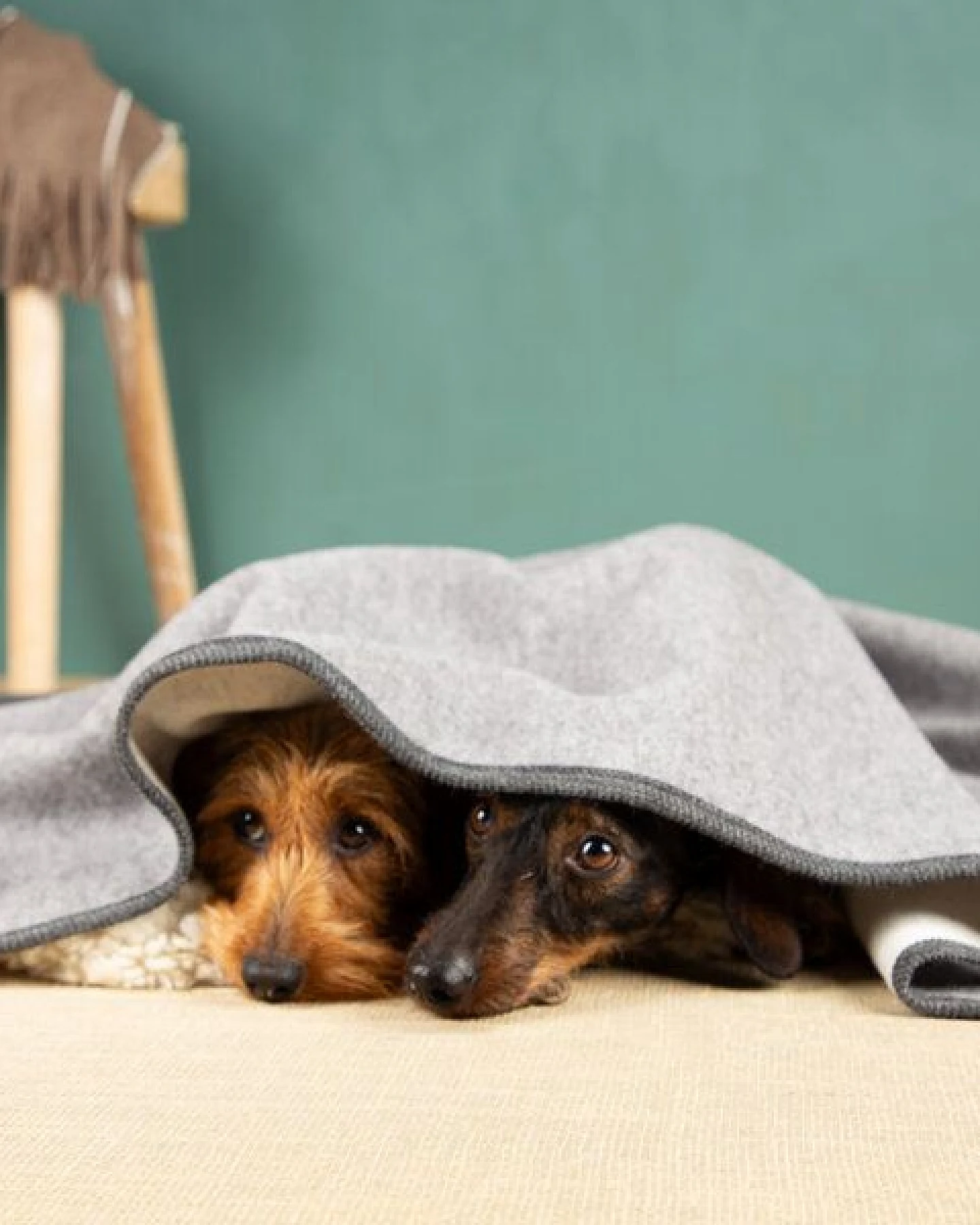 nahtur-design Hundedecke – Ansicht 3