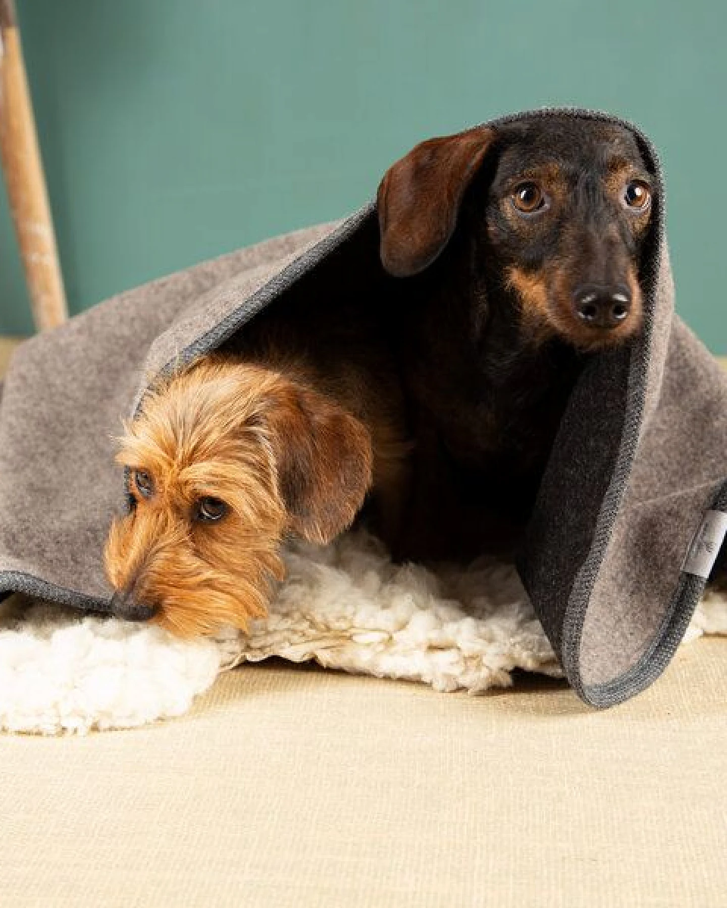 nahtur-design Hundedecke – Ansicht 3