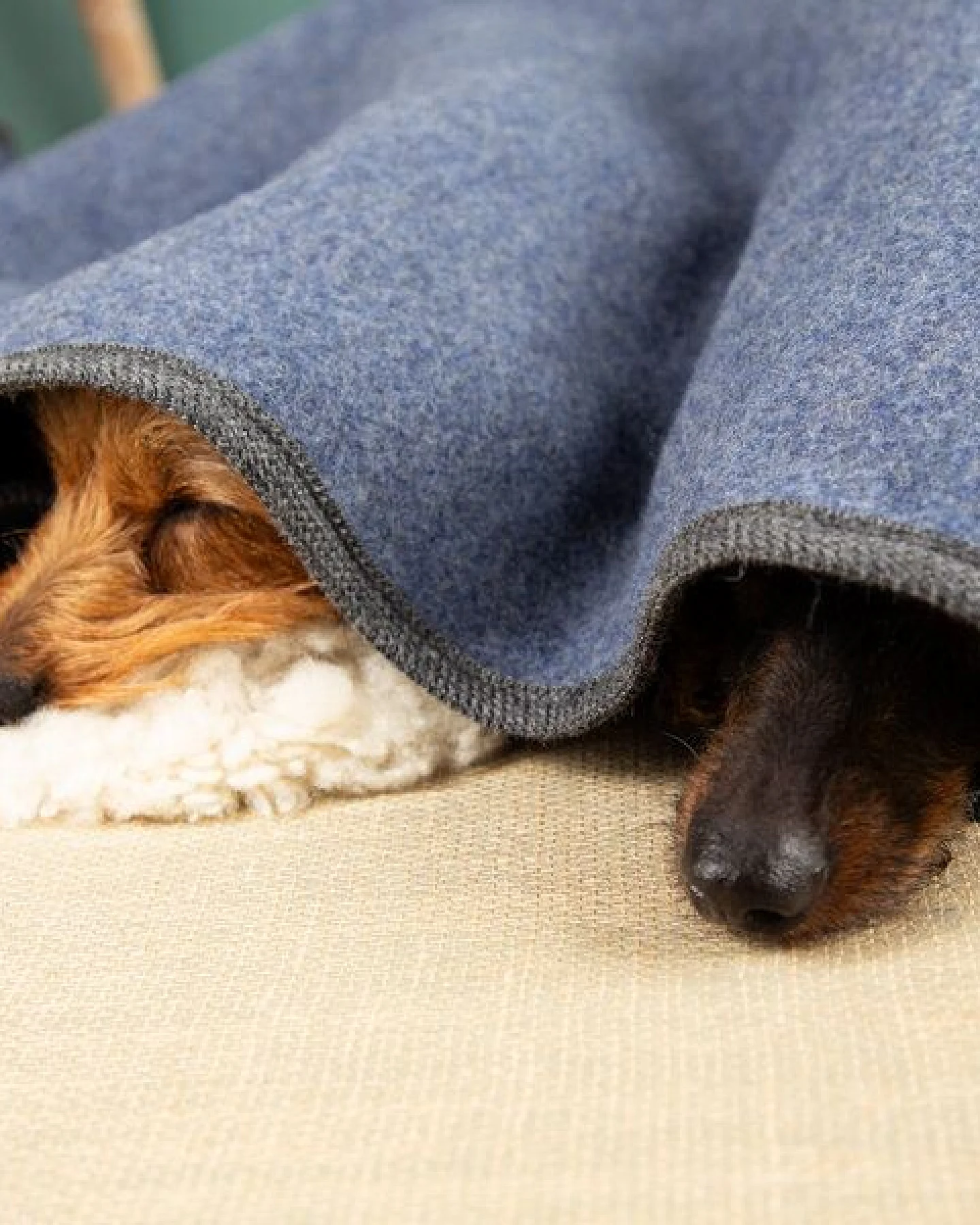 nahtur-design Hundedecke – Ansicht 3