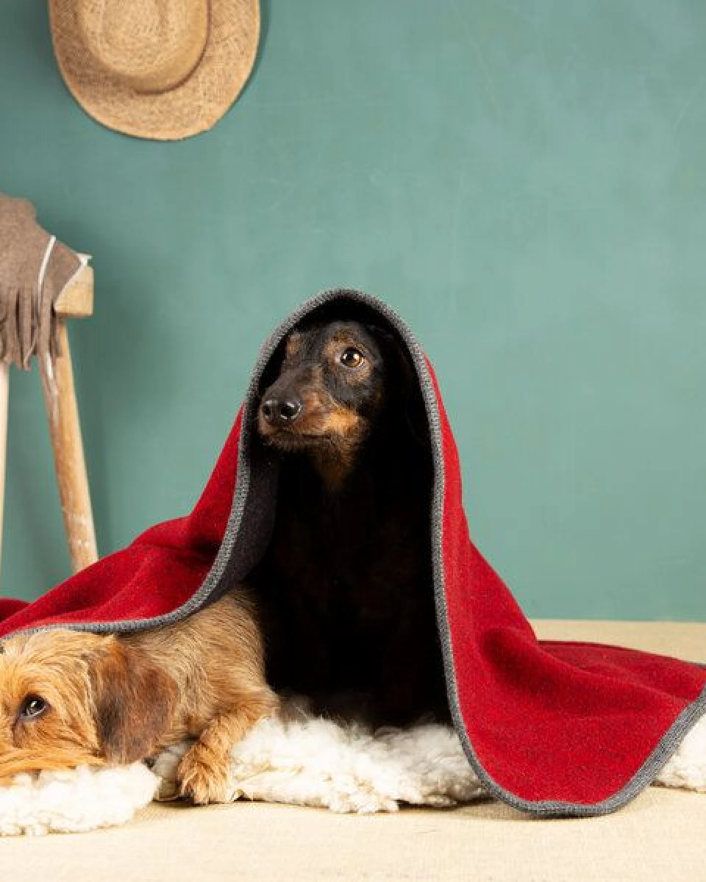nahtur-design Hundedecke – Ansicht 3
