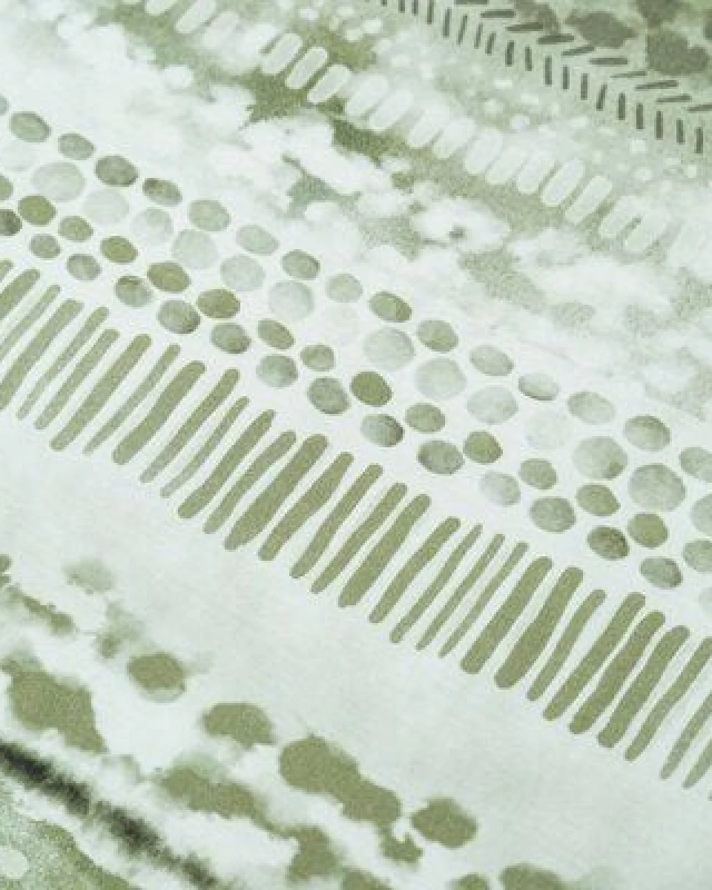 Kayori Dashi - Bettwäsche - 100% Baumwolle-Satin (GOTS) – Ansicht 3