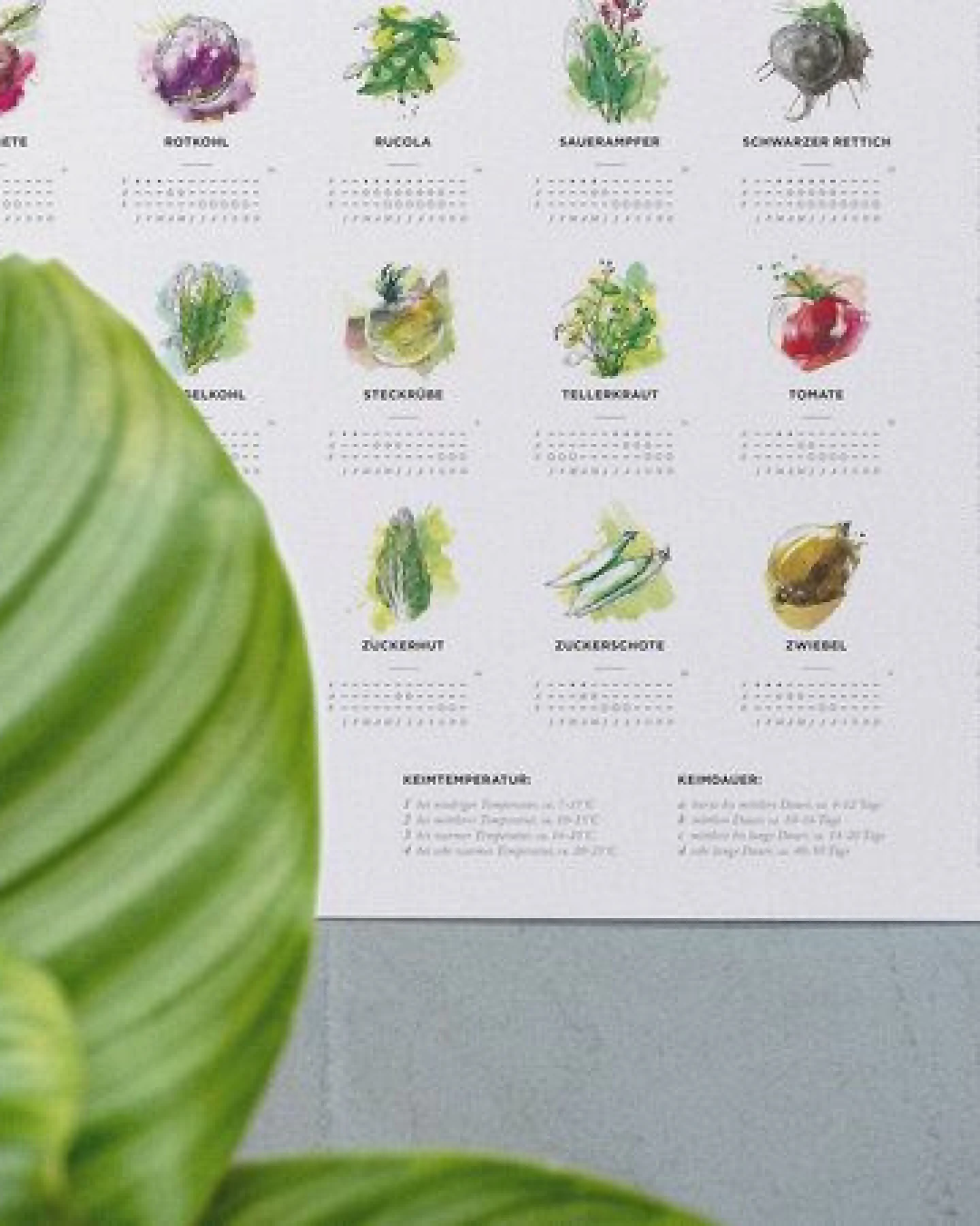 531 Rheinland Design Pflanzkalender und Aussaatkalender für den Garten als Poster – Ansicht 2