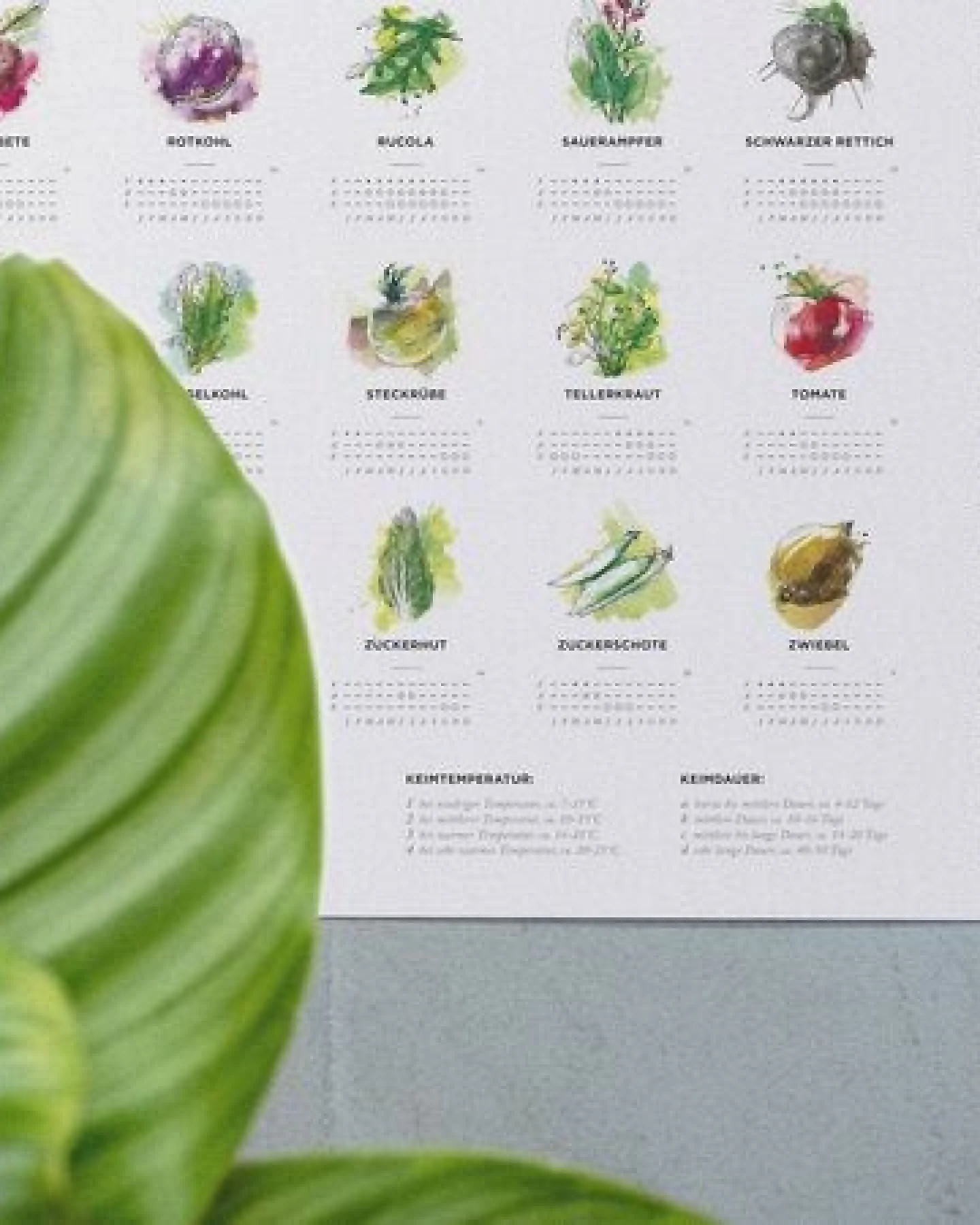 531 Rheinland Design Pflanzkalender und Aussaatkalender für den Garten als Poster – Ansicht 2