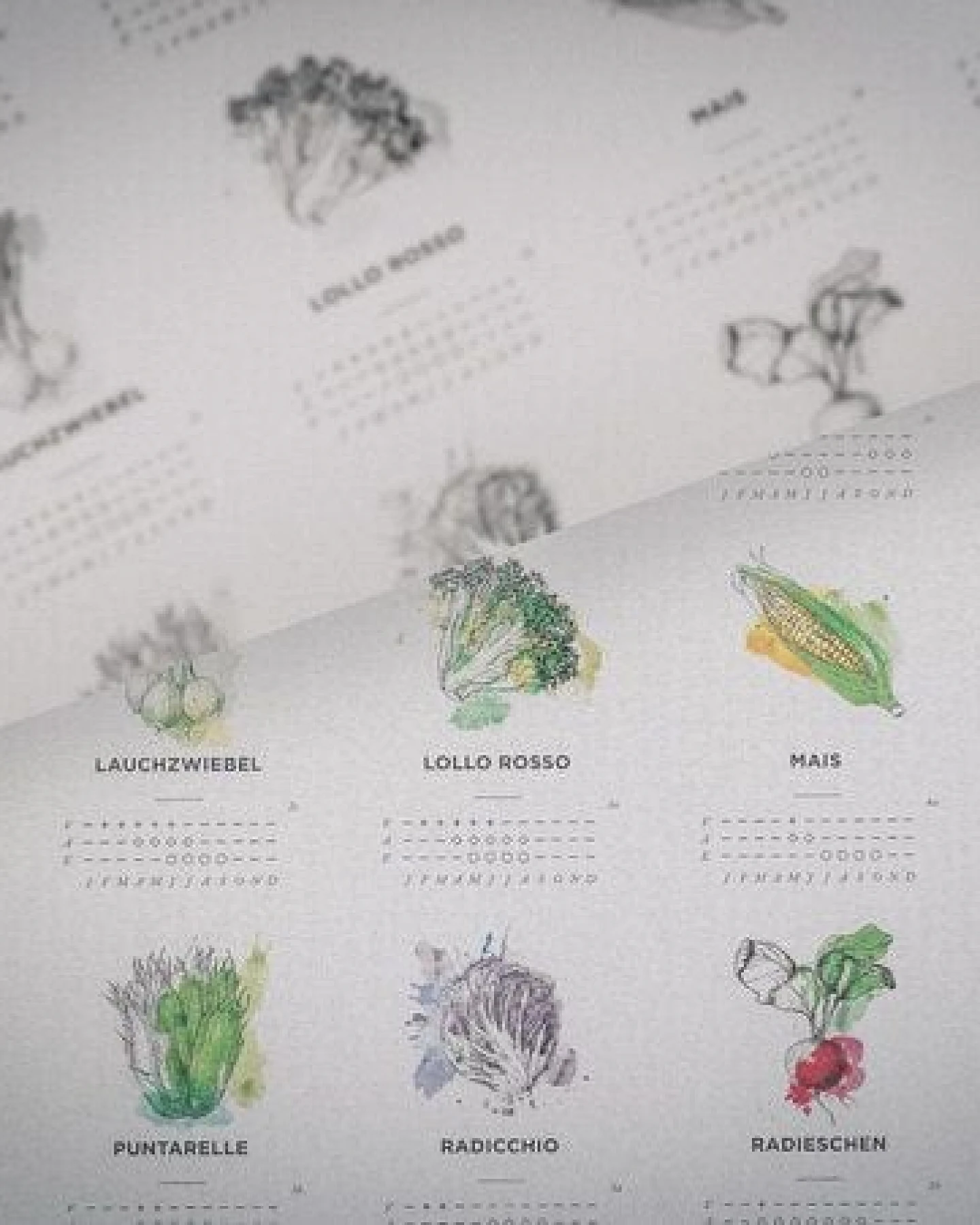 531 Rheinland Design Pflanzkalender und Aussaatkalender für den Garten als Poster – Ansicht 4