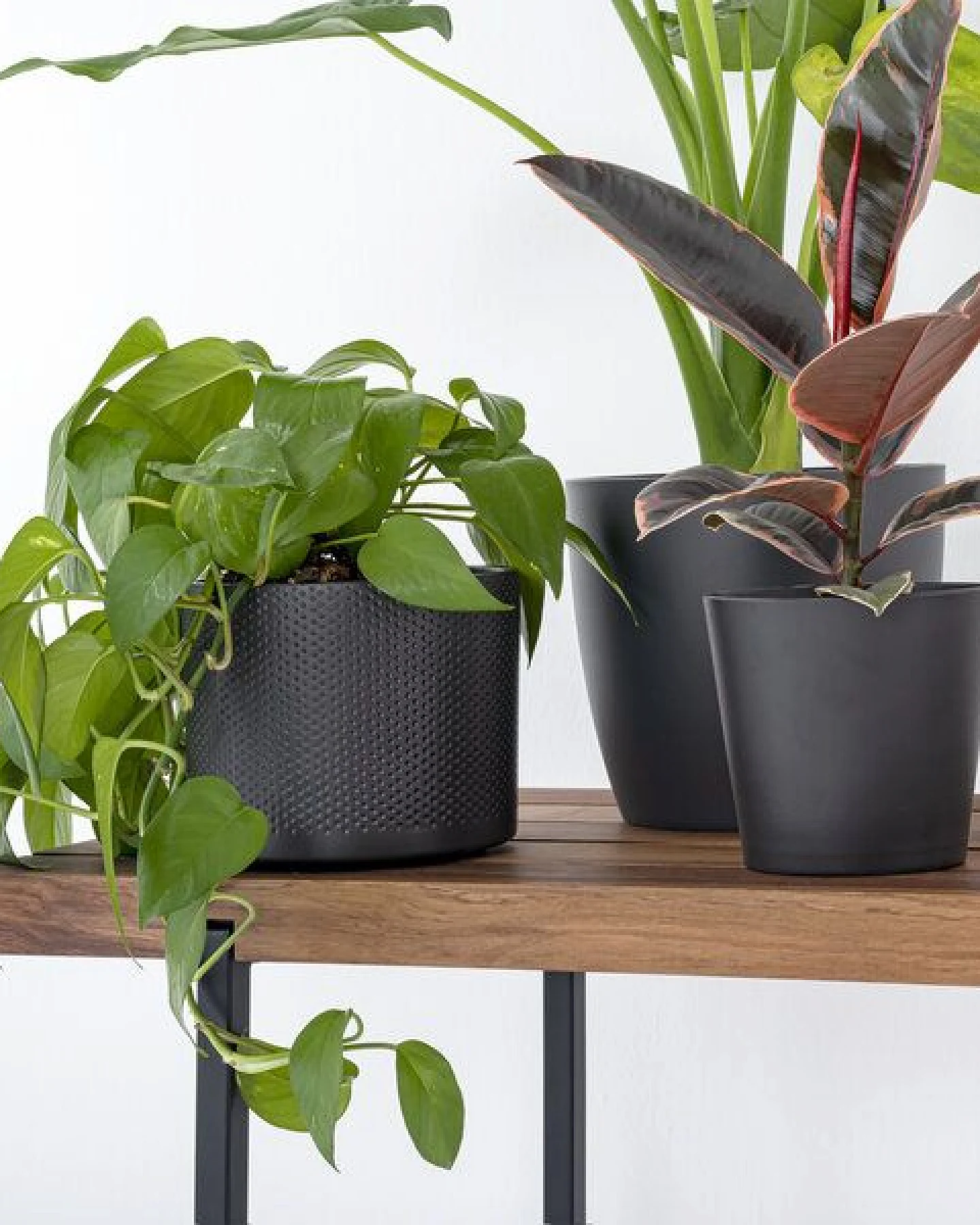 weld & co Sitzbank Nussbaum 01 – Ansicht 3