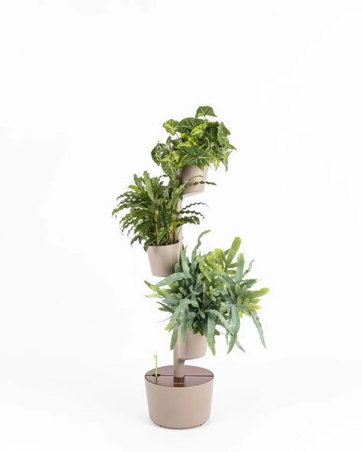 Rinde-Teak