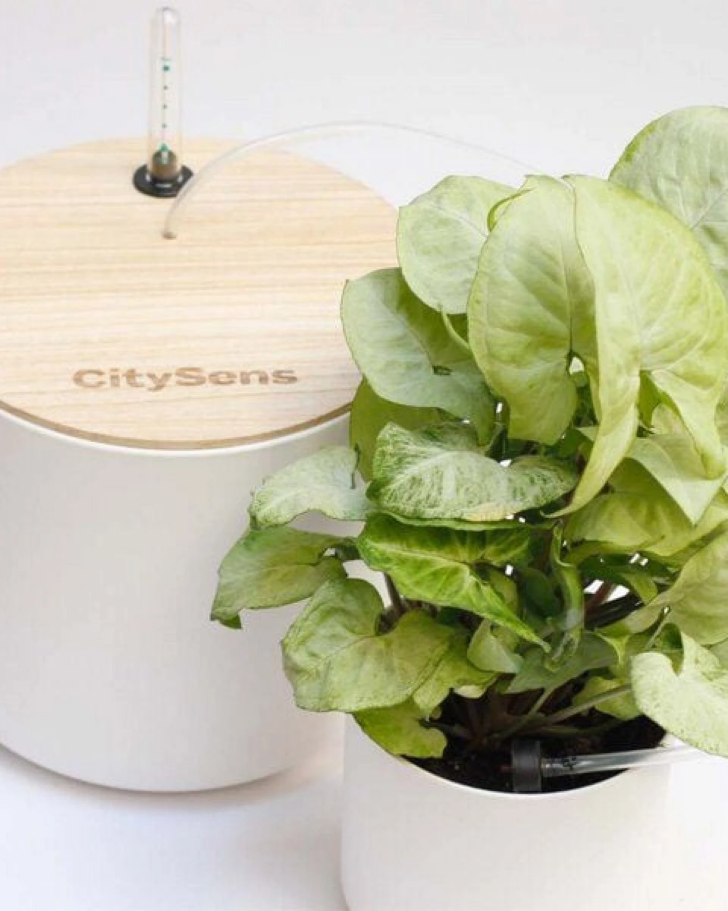 CitySens Blumenregal mit 6 Ablagen und automatischer Bewässerung. – Ansicht 4