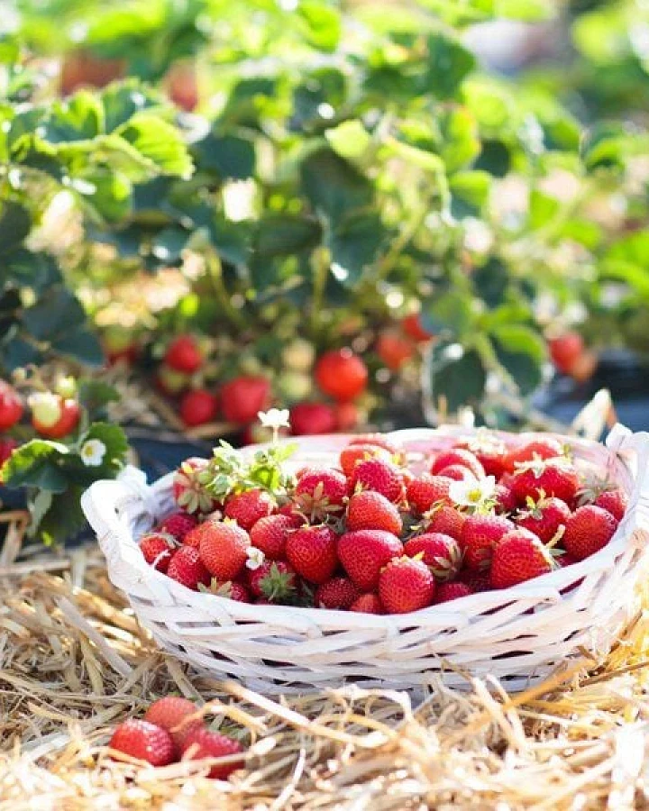 naturling Garten-Holzwolle für Erdbeeren und Gemüse - unbehandelte Natur Kieferwolle