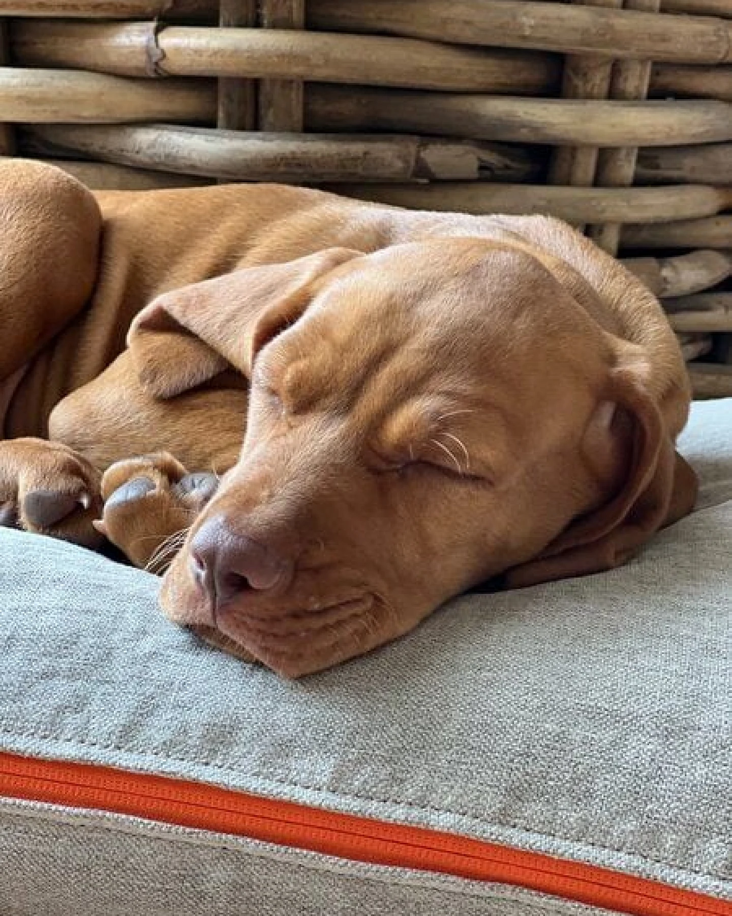 CHILL THE DOG® Hundekissen orthopädisch & waschbar – Bio-Hanf & Naturlatex – Ansicht 3