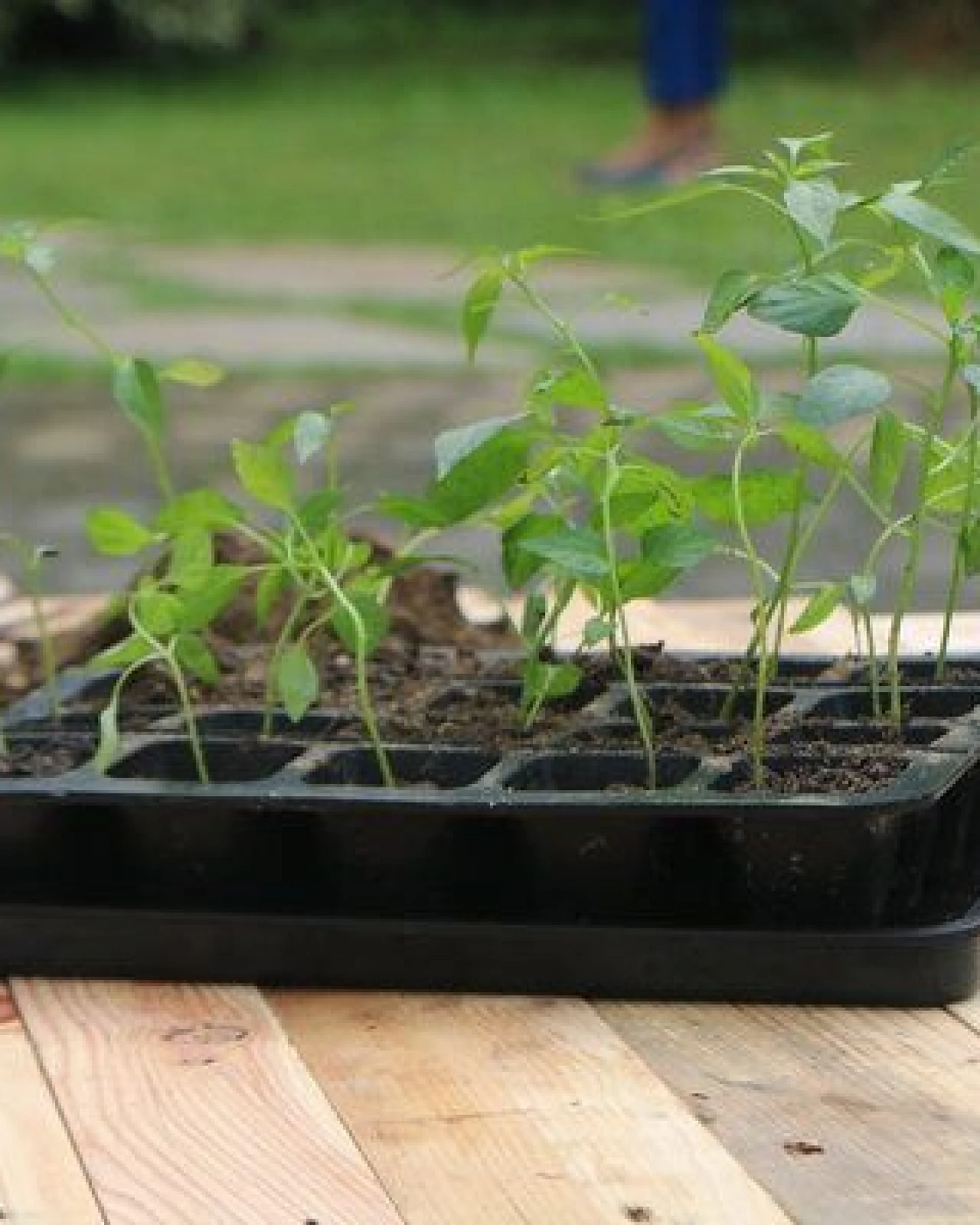 FAIR ZONE 30er Saatgutschale M – Anzuchttöpfe je 3 x 2 cm – Ansicht 2