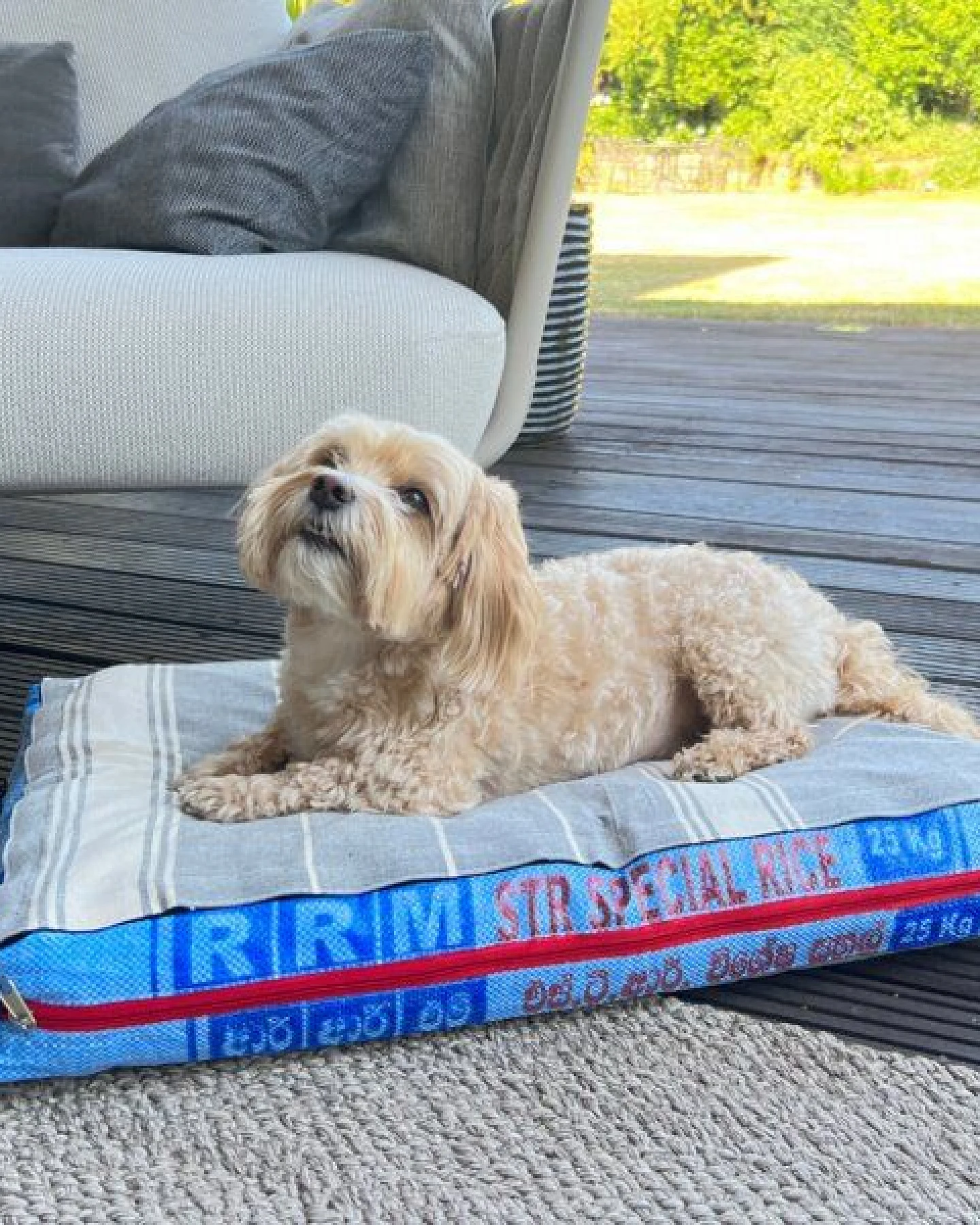 GOOPSI Hundebett mit BIO-Baumwollfüllung, Hundekissen - versch. Farben – Ansicht 3