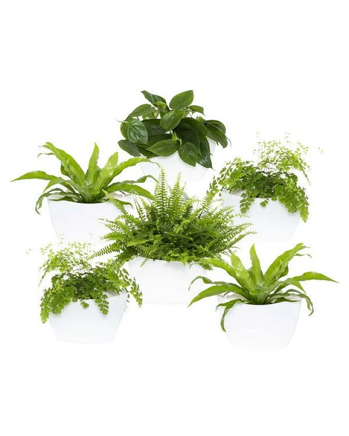 CitySens 6er-Pack Wand-Blumentopf mit automatischer Bewässerung