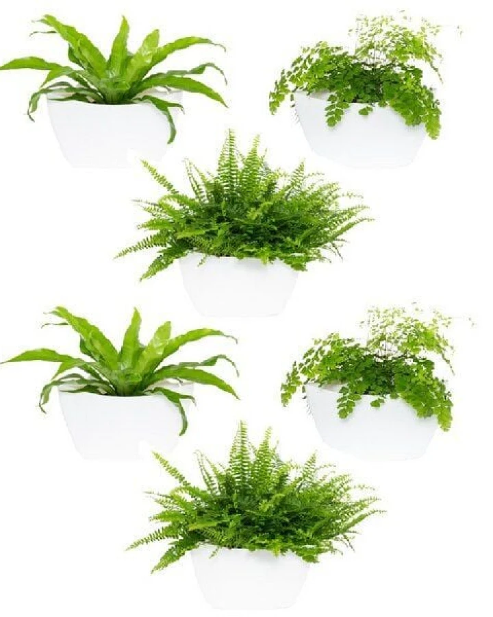 CitySens 6er-Pack Wand-Blumentopf