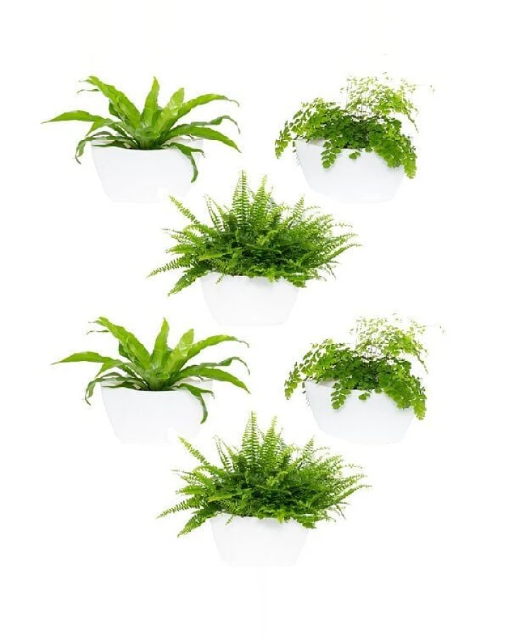 CitySens 6er-Pack Wand-Blumentopf