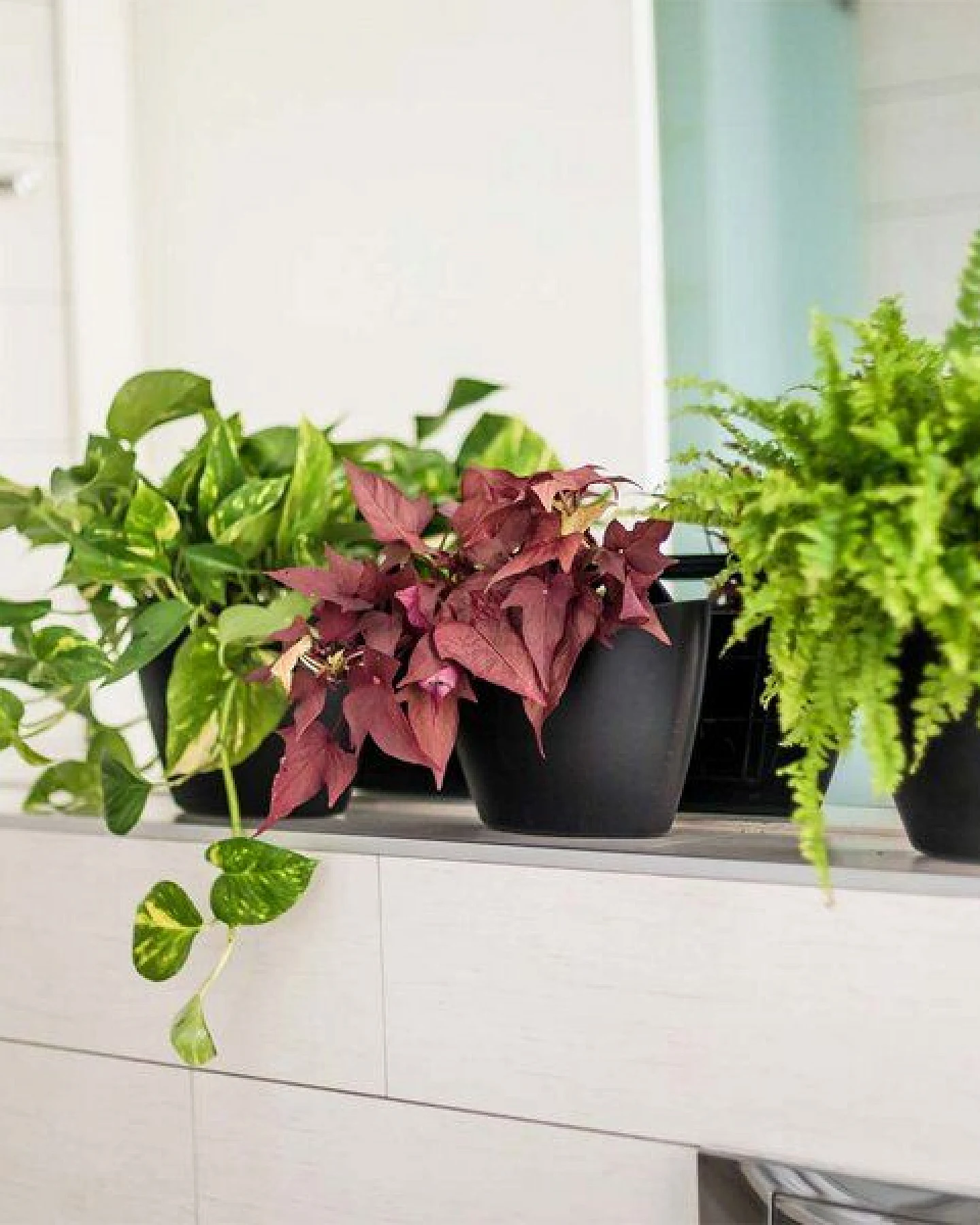CitySens 6er-Pack Wand-Blumentopf – Ansicht 3